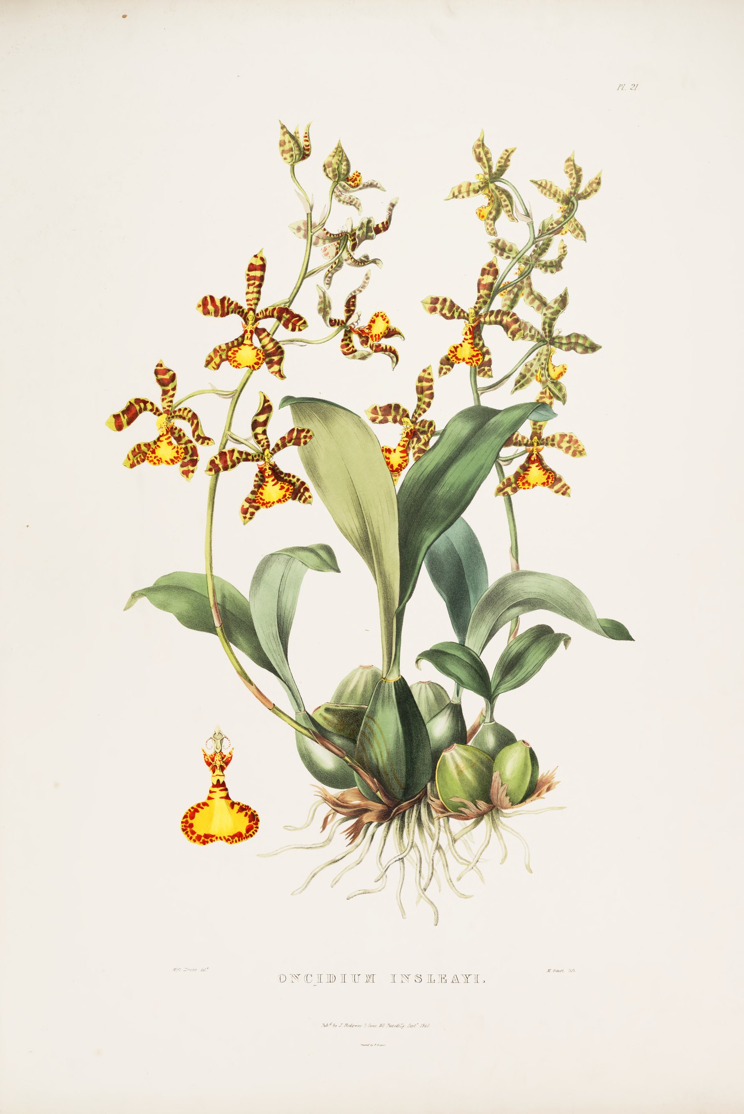 Oncidium insleayi — James Bateman