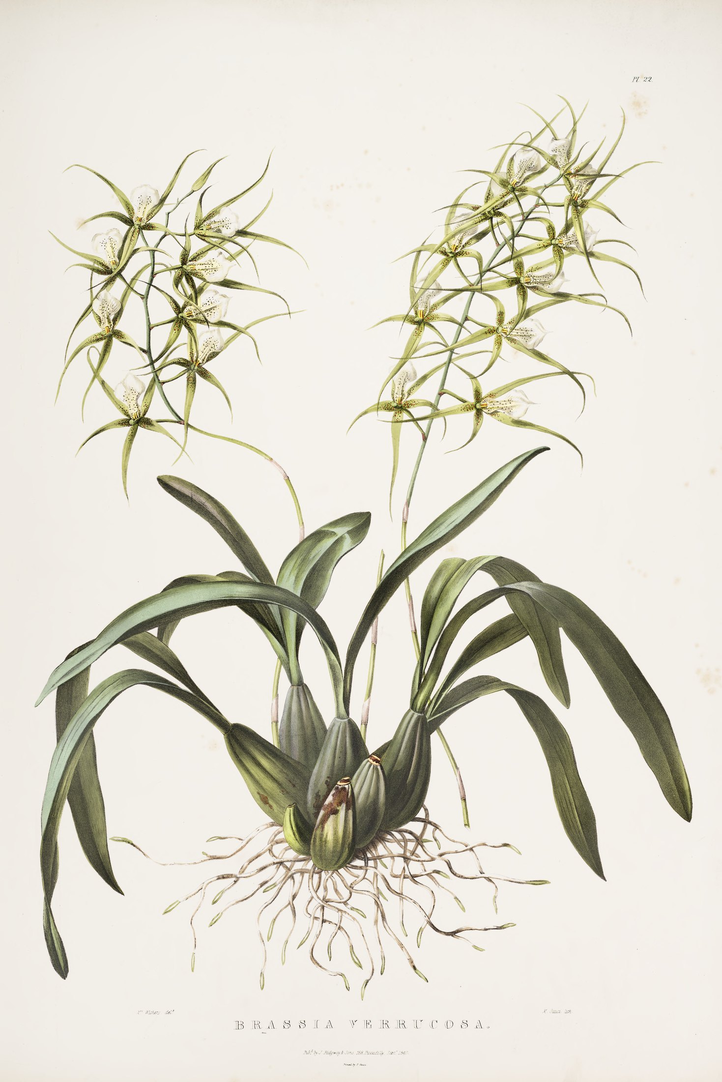 Brassia verrucosa — James Bateman