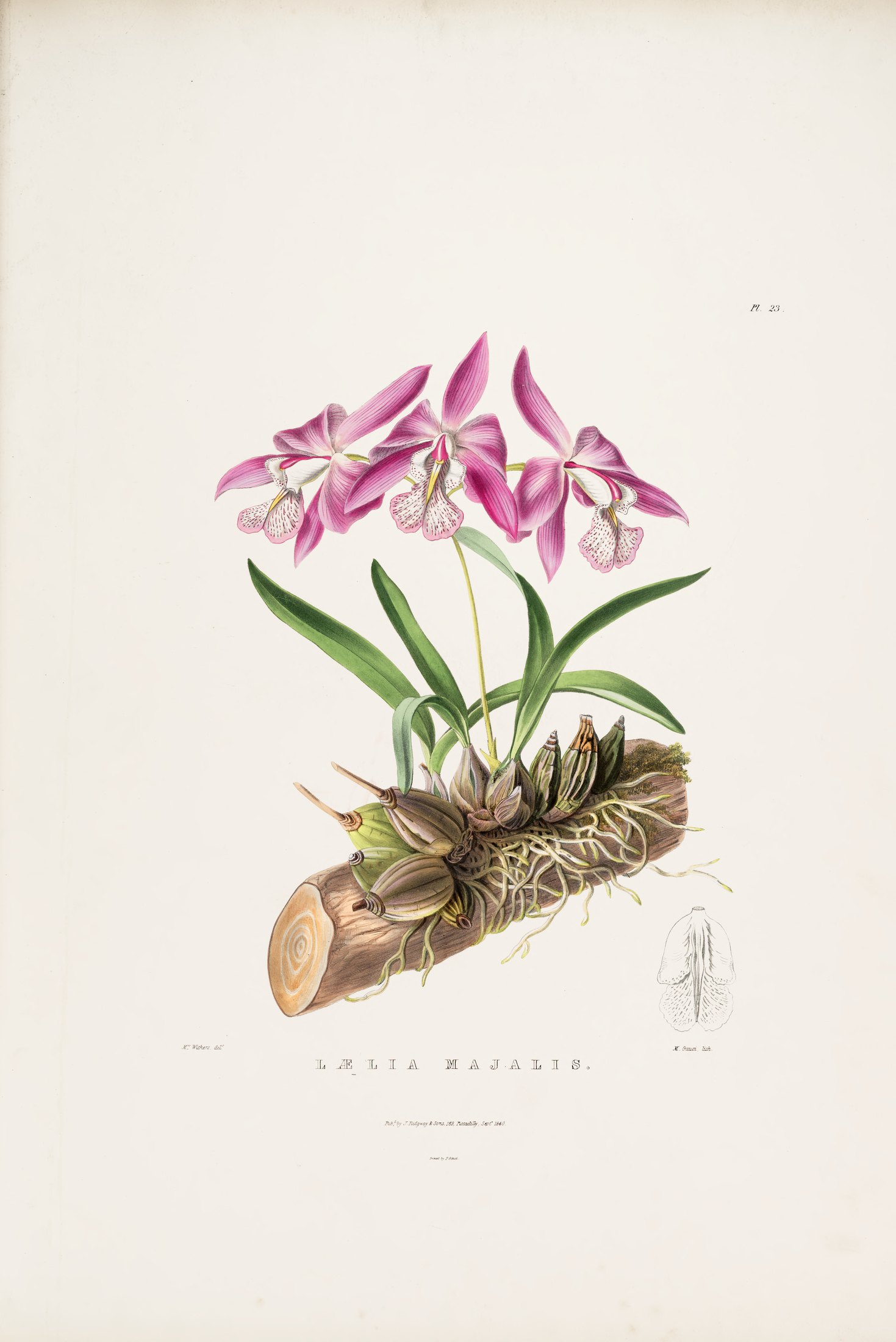 Lælia majalis — James Bateman