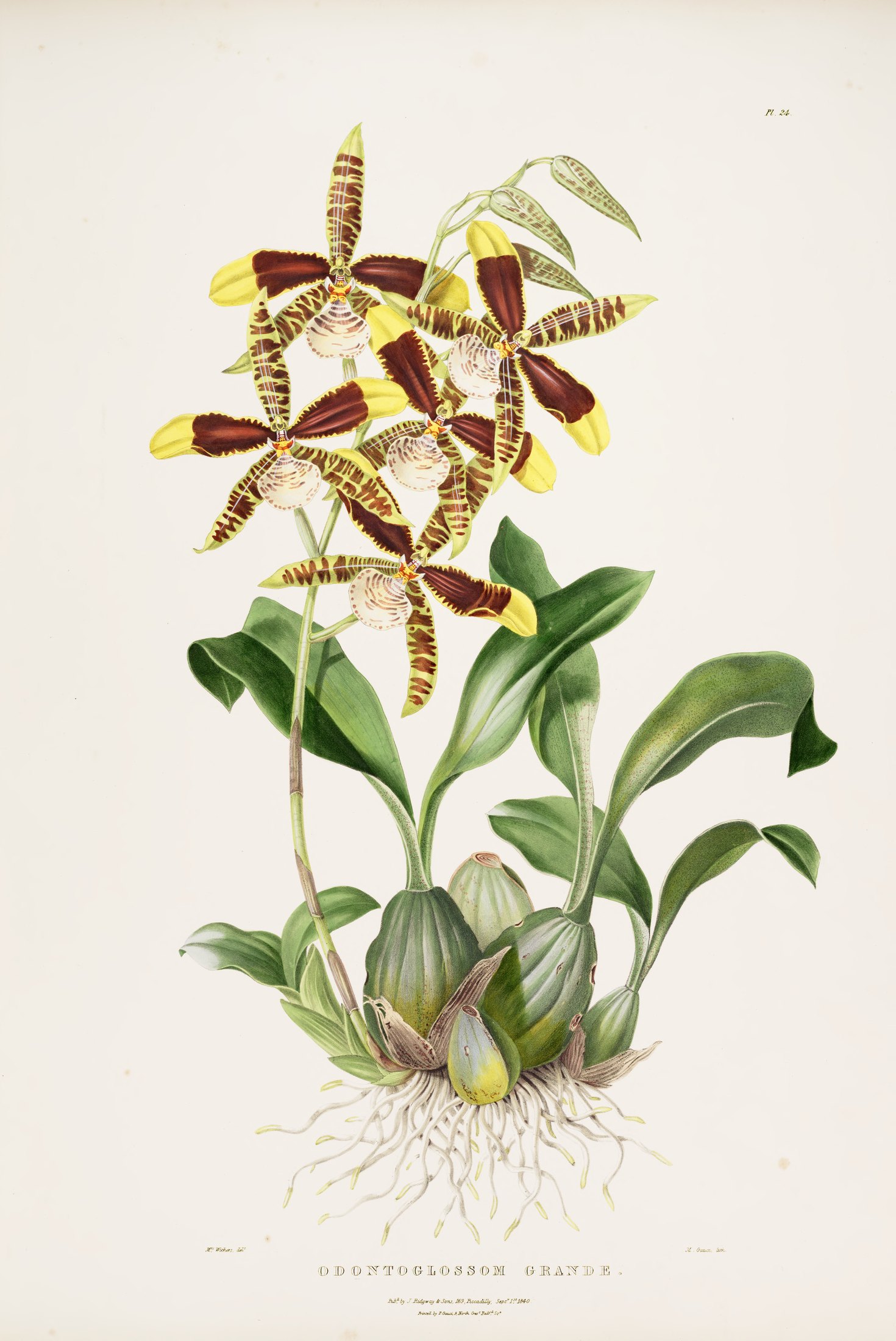Odontoglossum grande — James Bateman