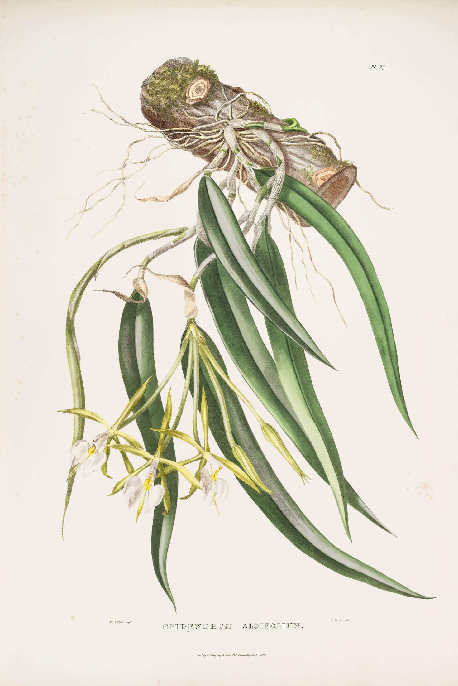 Epidendrum aloifolium — James Bateman