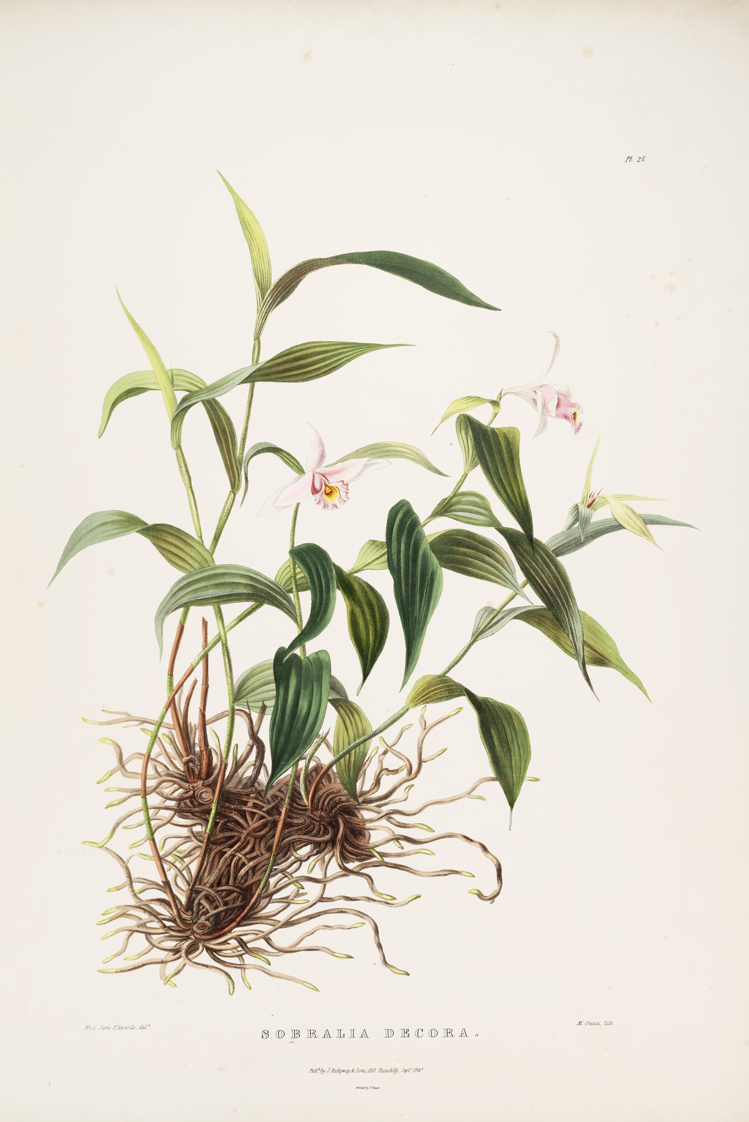 Sobralia decora — James Bateman