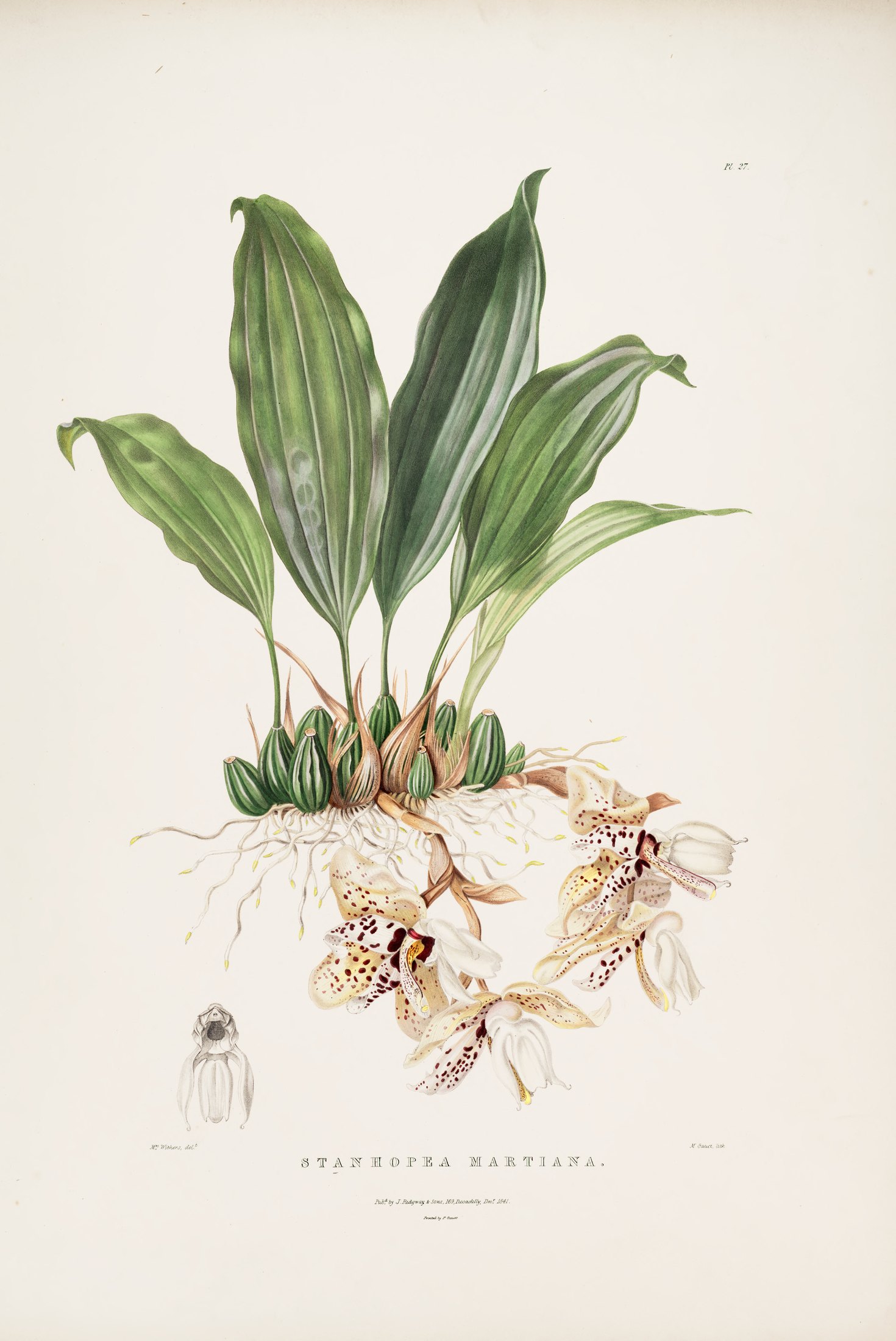 Stanhopea martiana — James Bateman