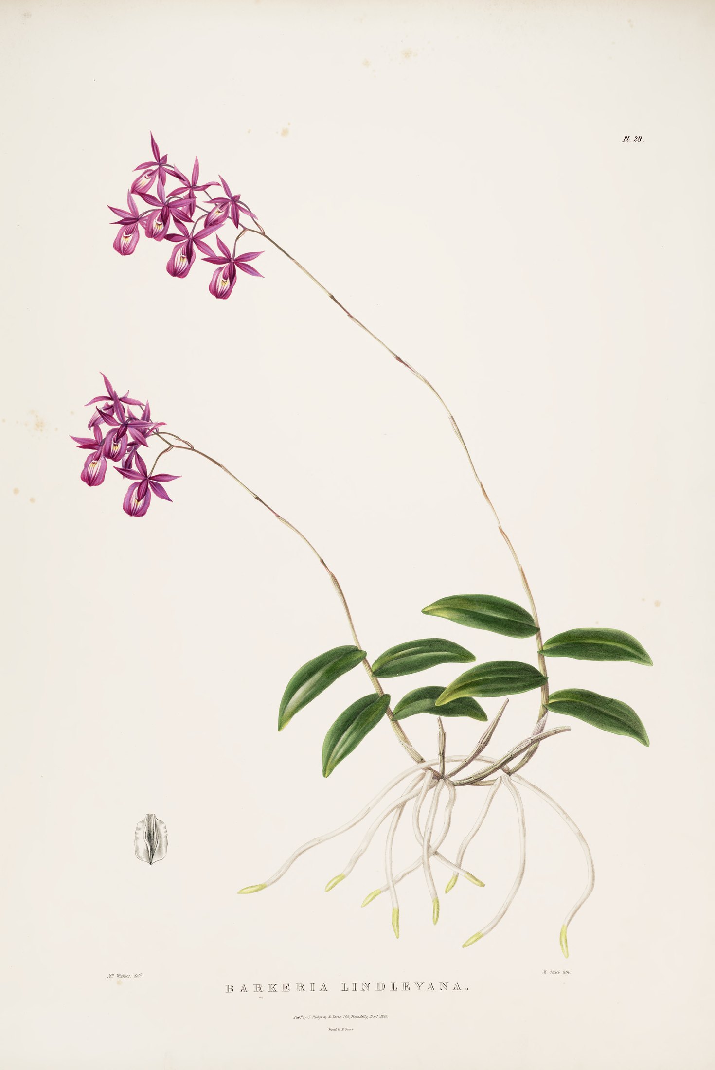 Barkeria lindleyana — James Bateman