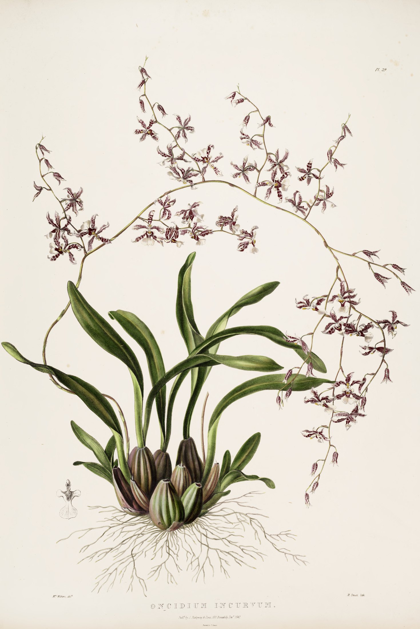 Oncidium incurvum — James Bateman