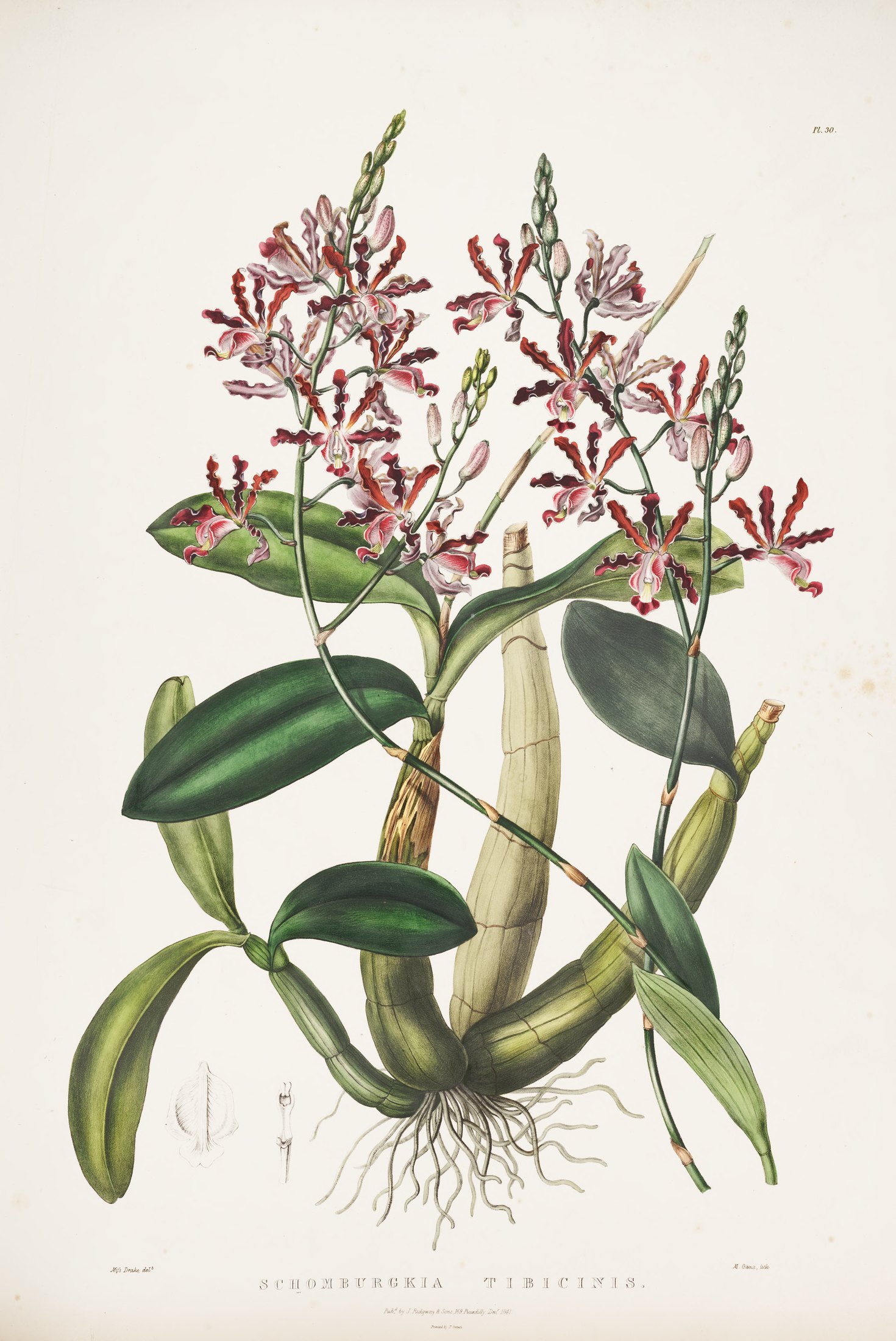 Schomburgkia tibicinis — James Bateman