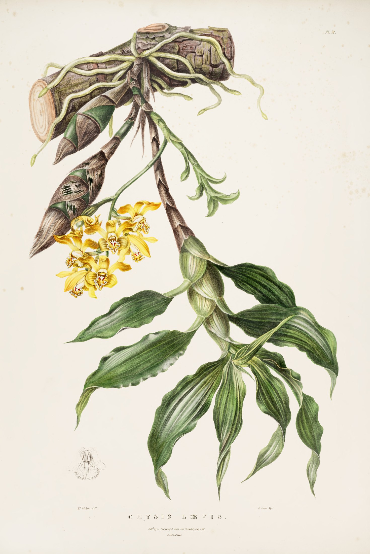 Chysis lævis — James Bateman