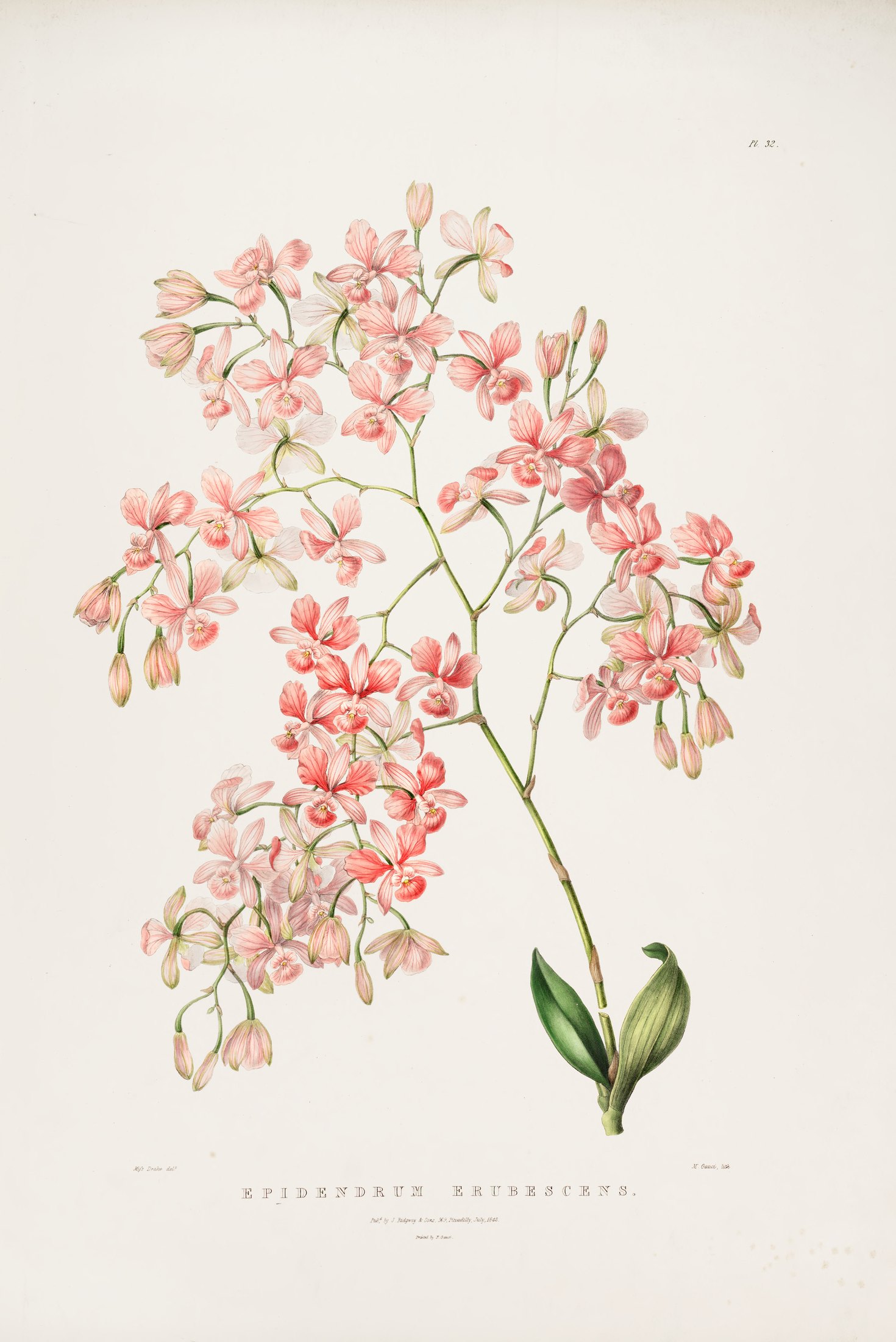 Epidendrum erubescens — James Bateman