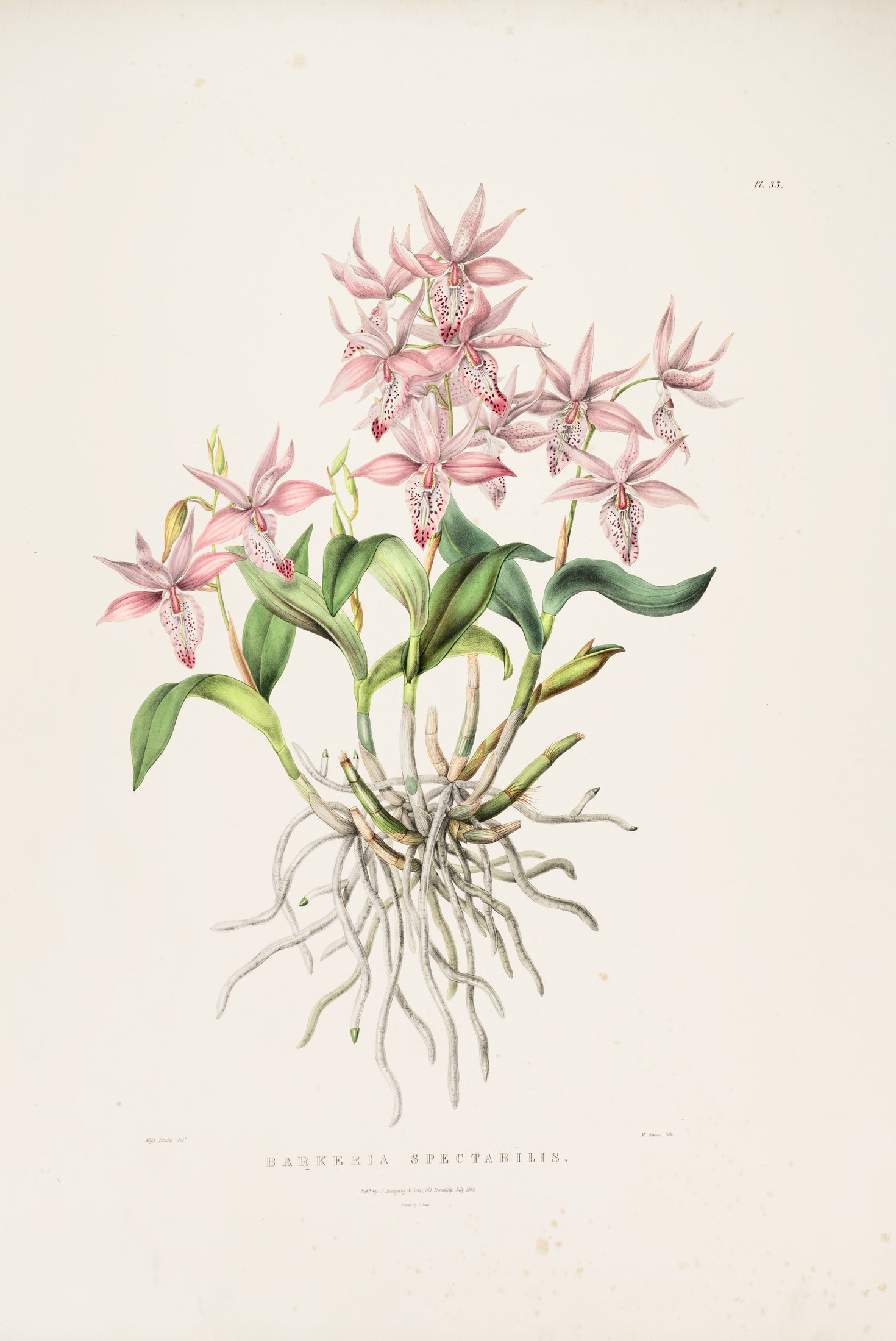 Barkeria spectabilis — James Bateman
