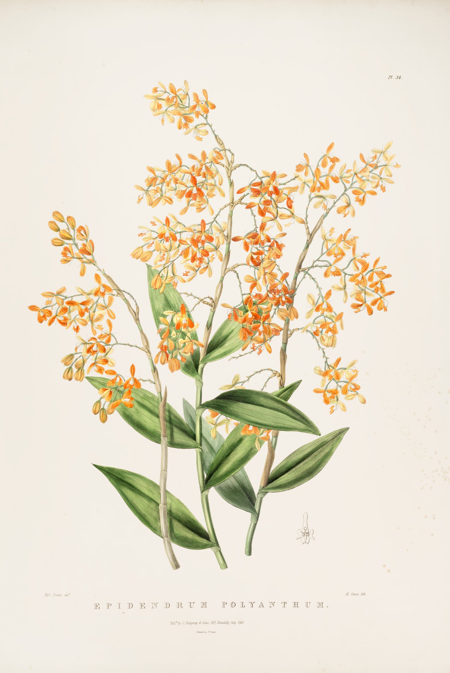 Epidendrum polyanthum — James Bateman
