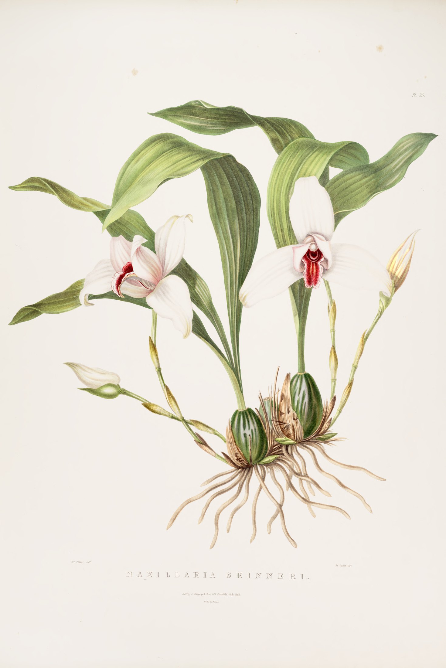 Maxillaria skinneri — James Bateman
