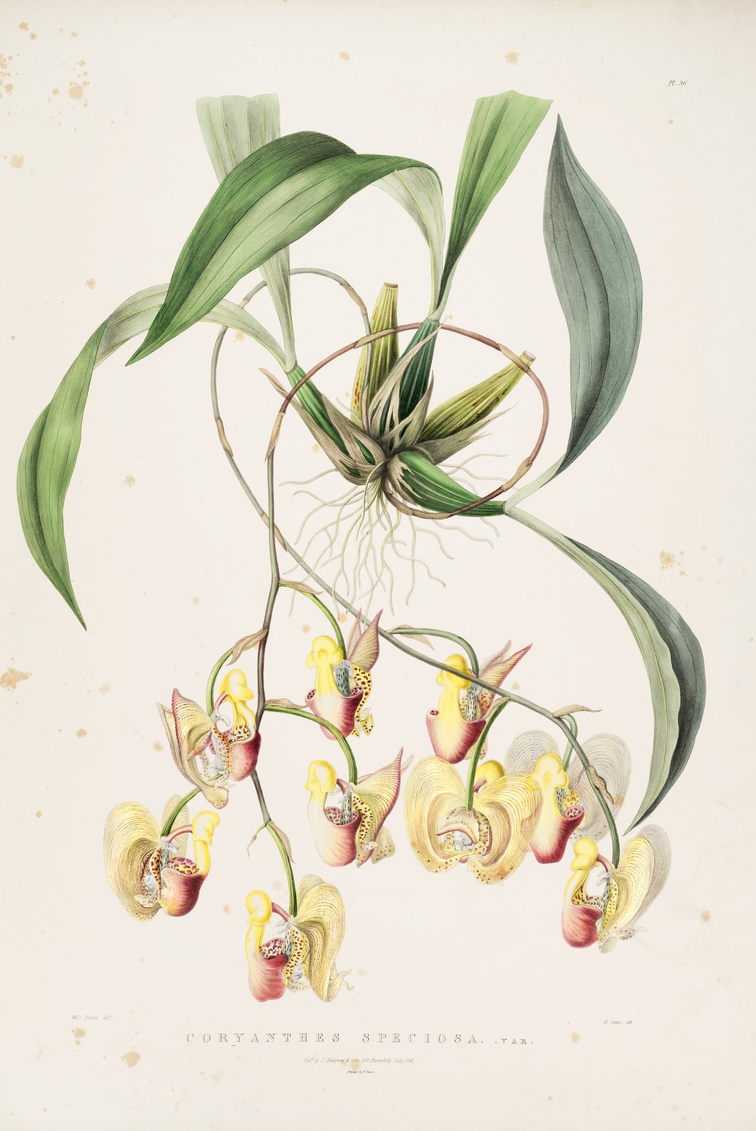 Coryanthes speciosa, var. — James Bateman