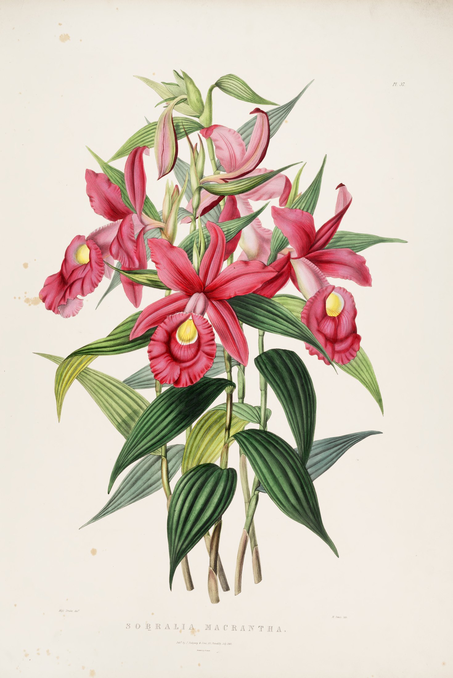 Sobralia macrantha — James Bateman