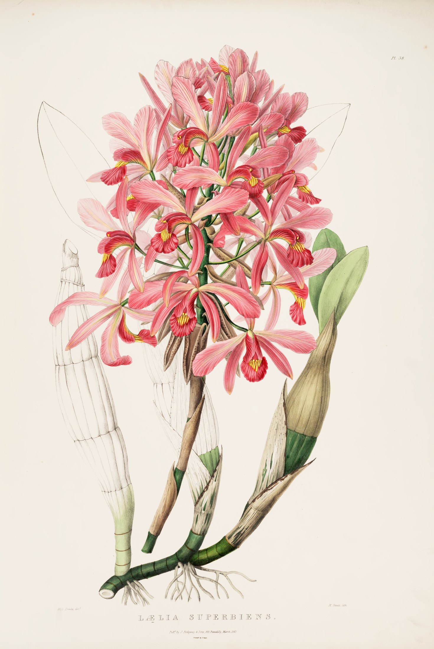 Lælia superbiens — James Bateman
