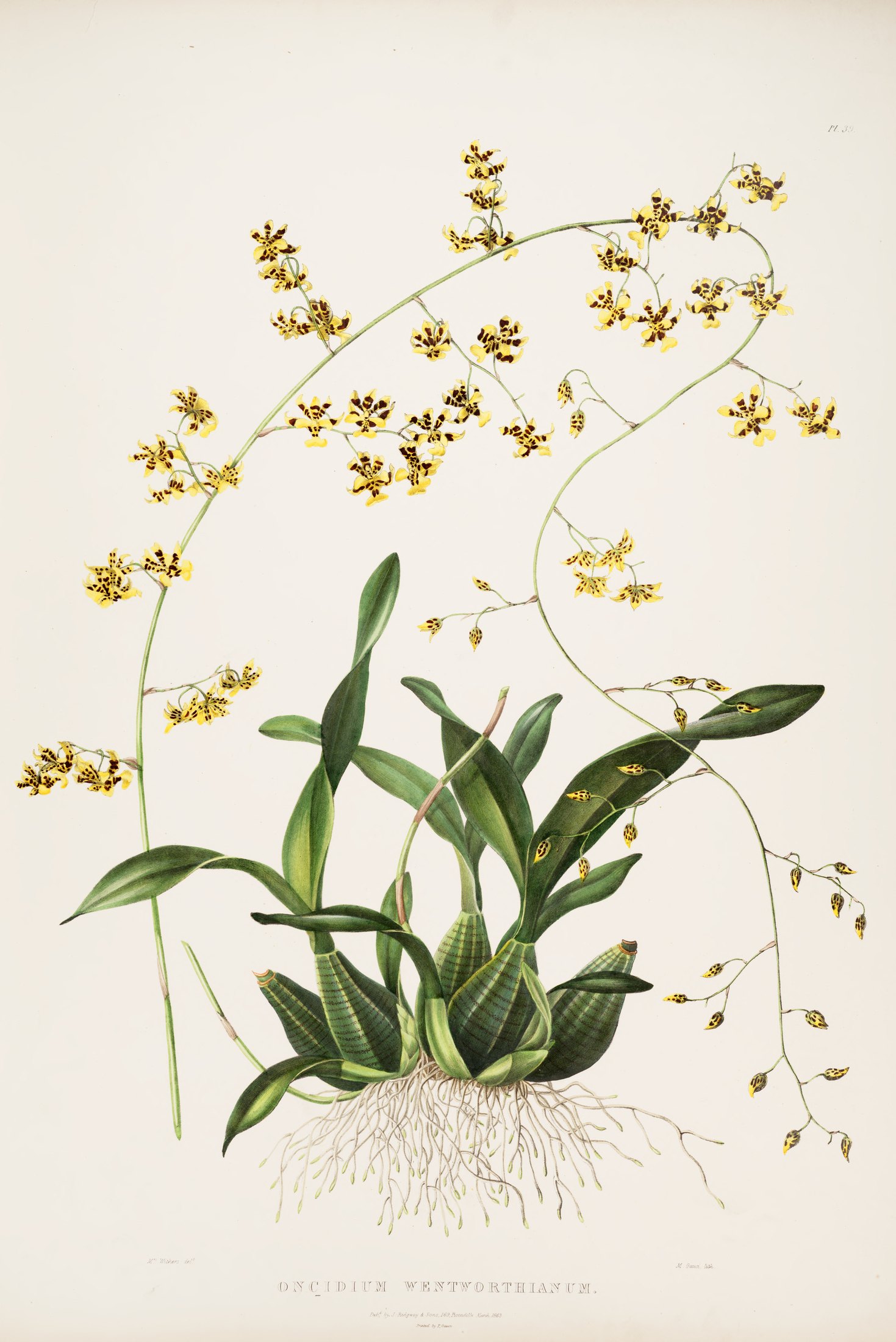 Oncidium wentworthianum — James Bateman