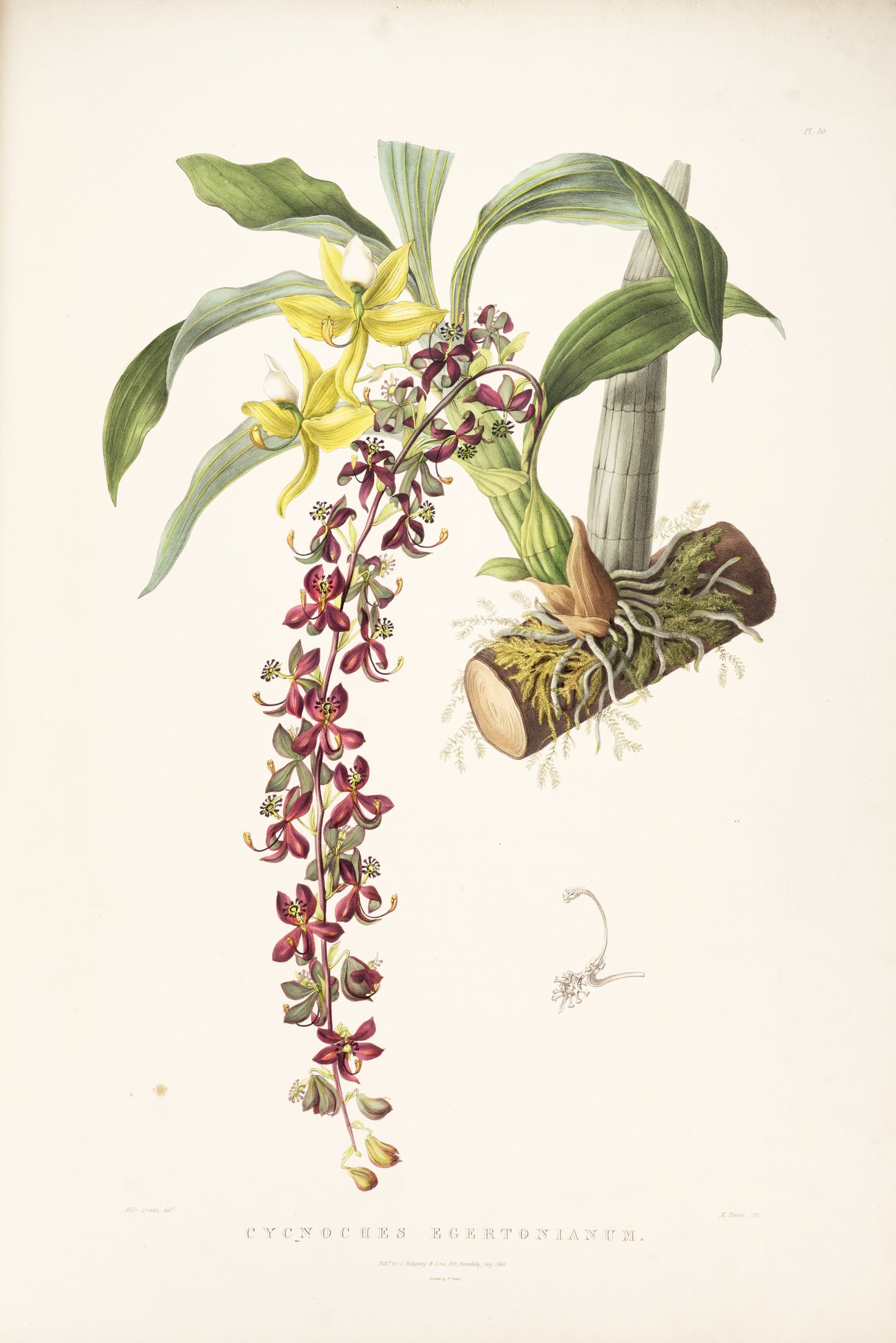 Cycnoches egertonianum — James Bateman