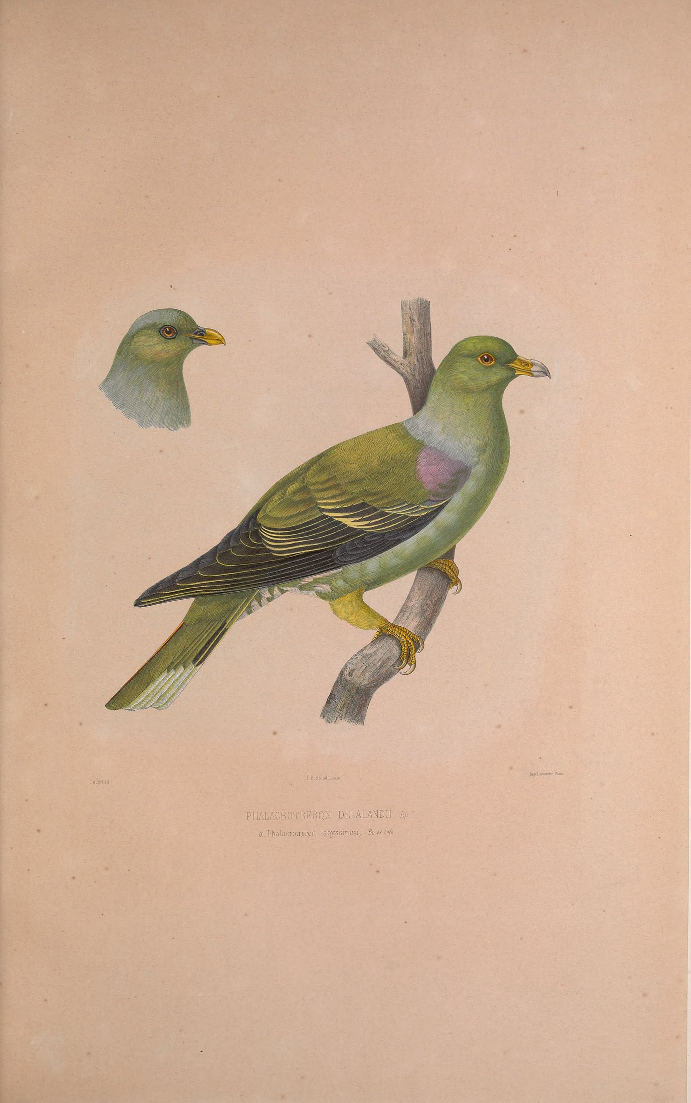 Phalacrotreron delalandii, Bp. ex Jard. — Charles-Lucien Bonaparte