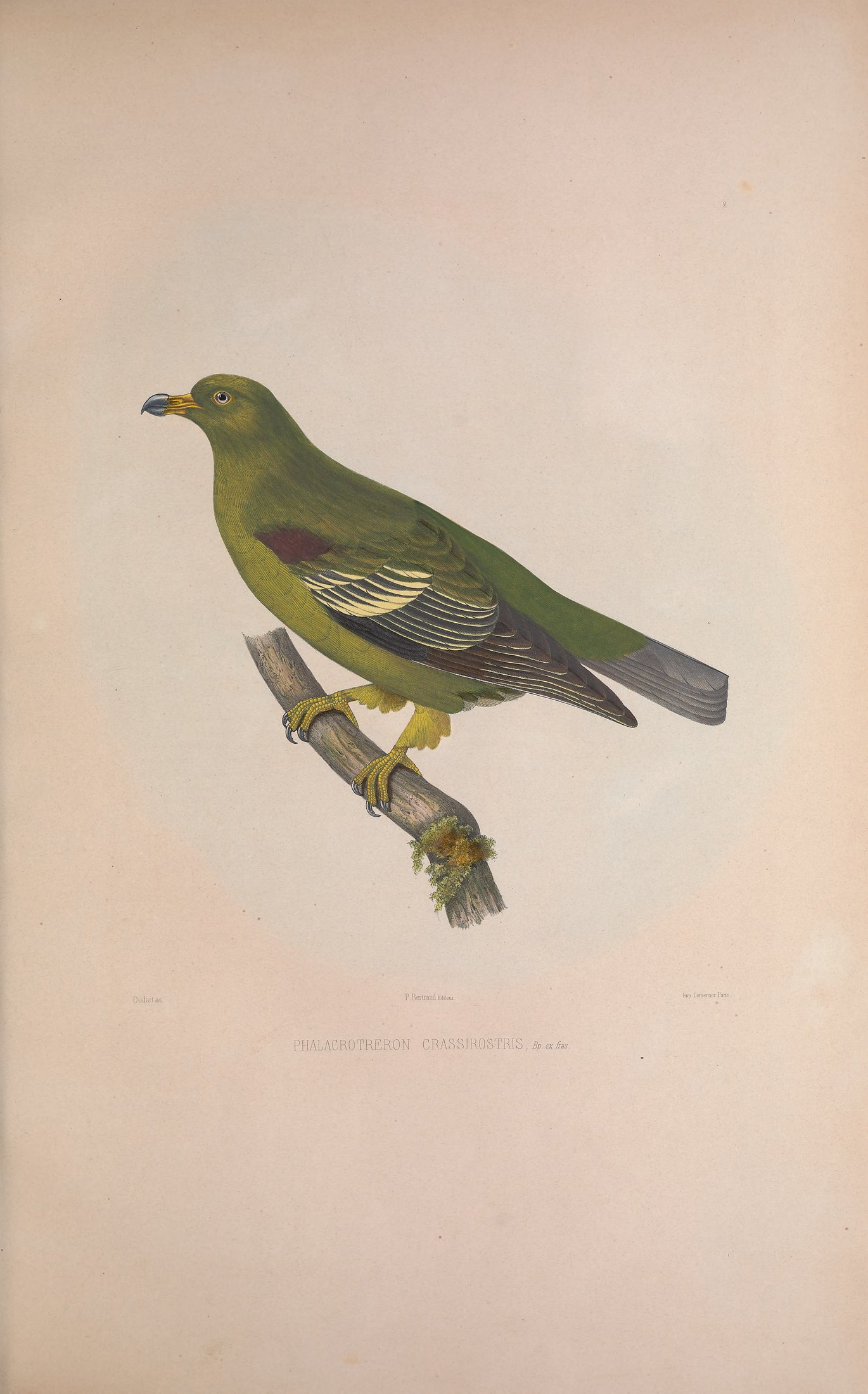 Phalacrotreron crassirostris, Bp. ex Fraser — Charles-Lucien Bonaparte