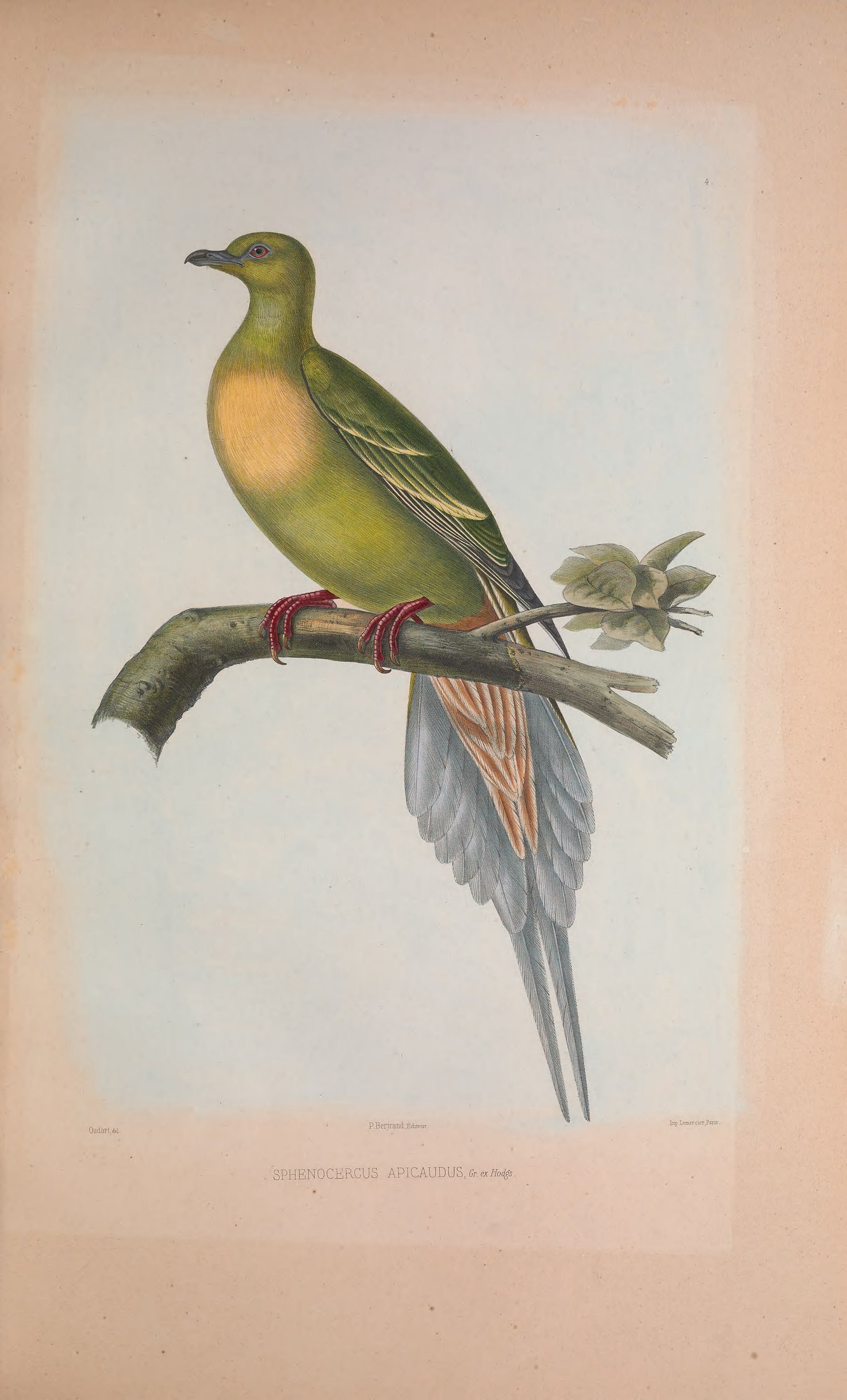 Sphenocercus apicaudus, Gray ex Hodgs. — Charles-Lucien Bonaparte