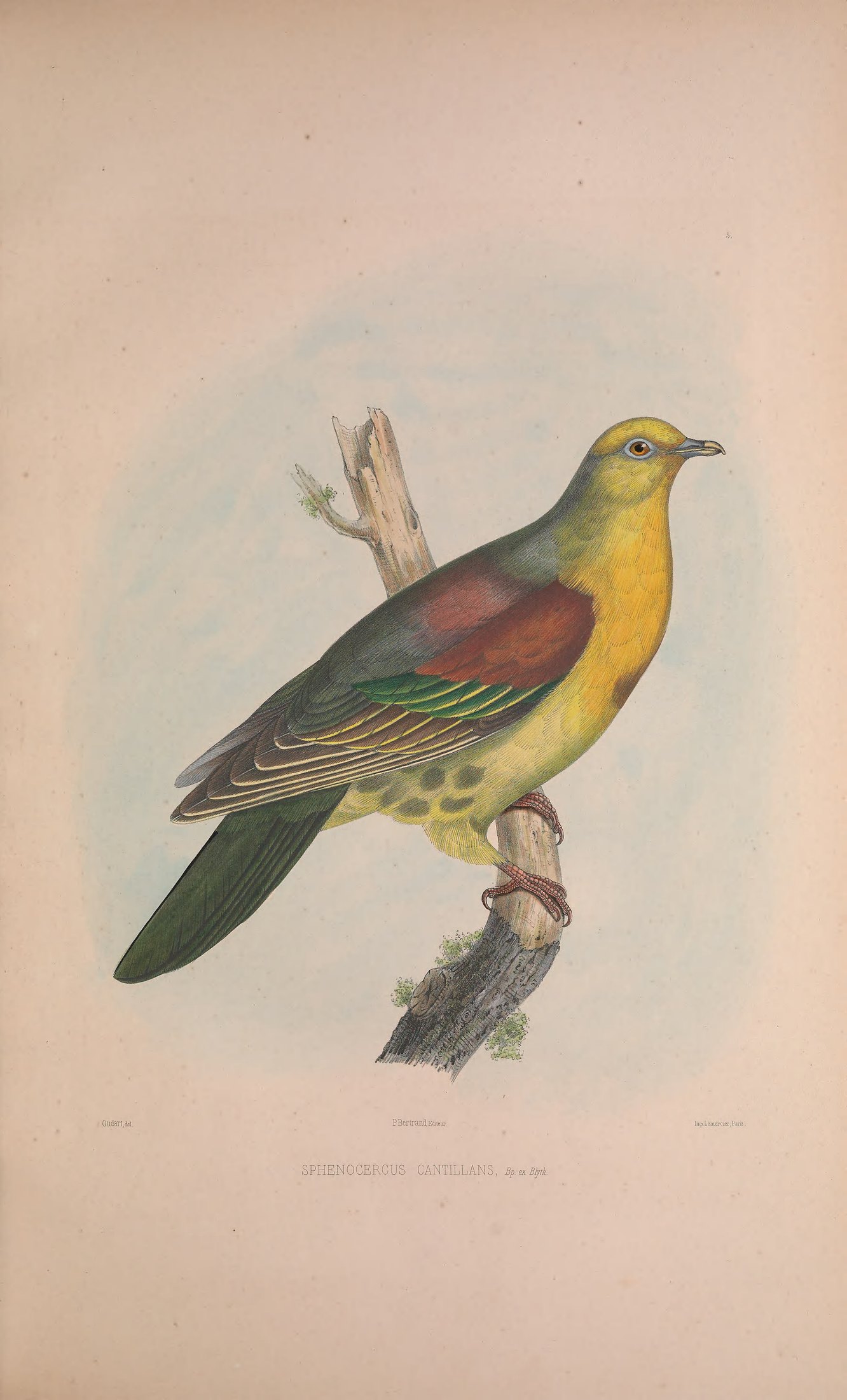 Sphenocercus cantillans, Bp. ex Blyth — Charles-Lucien Bonaparte