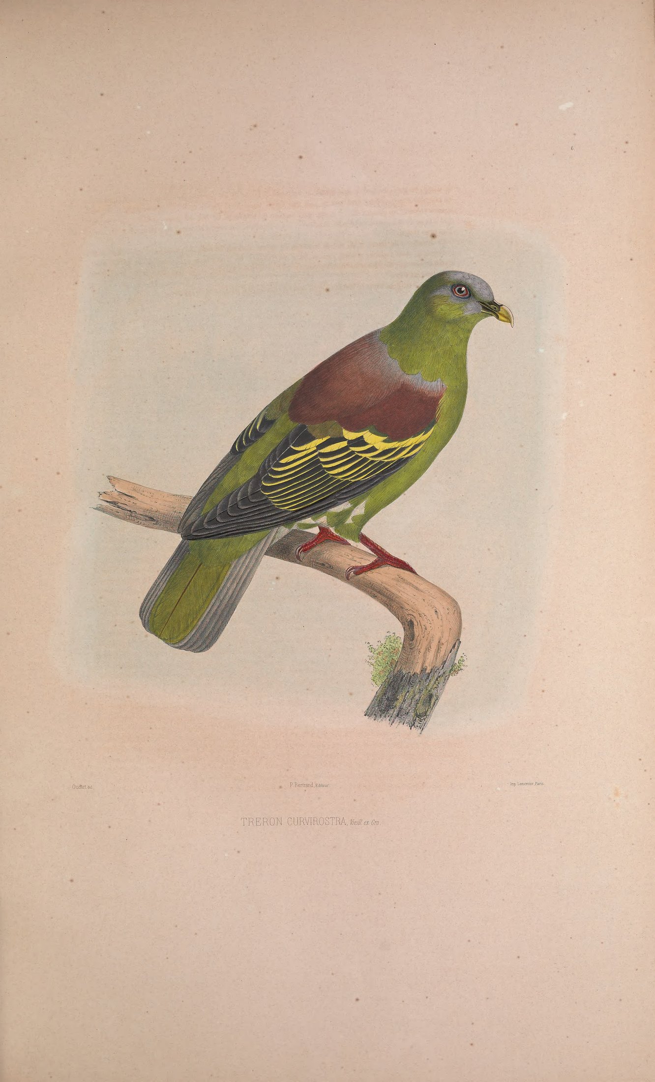 Treron curvirostra, Vieill. — Charles-Lucien Bonaparte