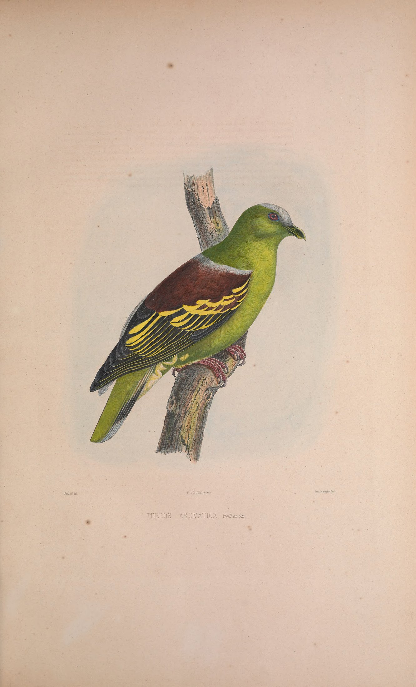 Treron aromatica, Bp. ex Gm. — Charles-Lucien Bonaparte