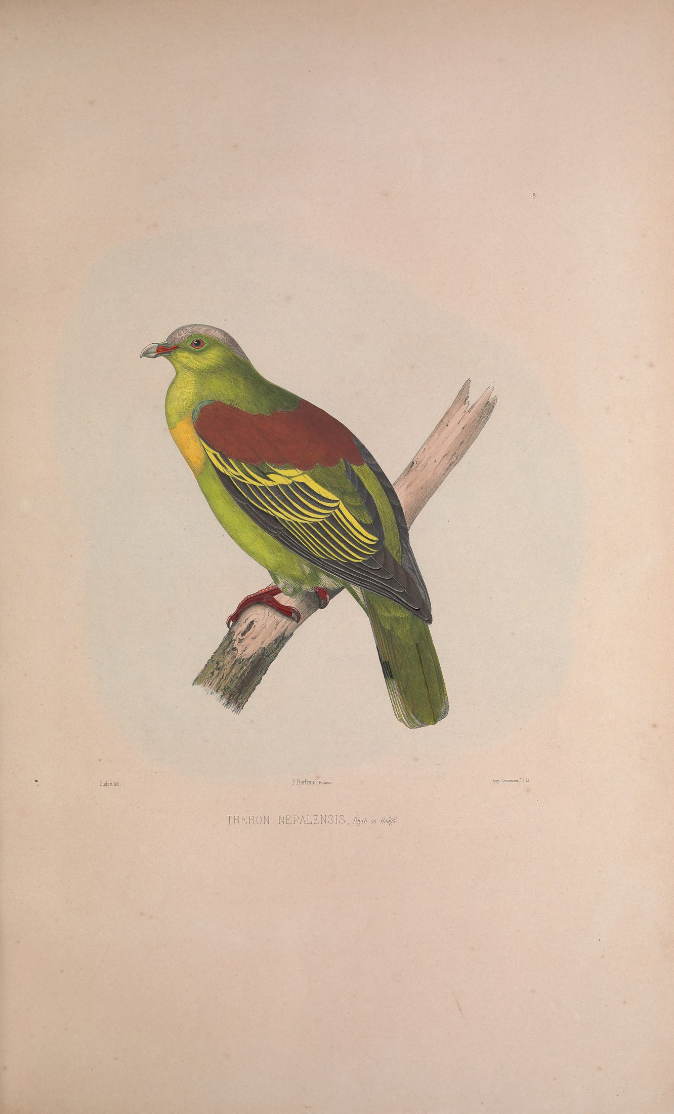 Treron nepalensis, Bp. ex Hodgs. — Charles-Lucien Bonaparte