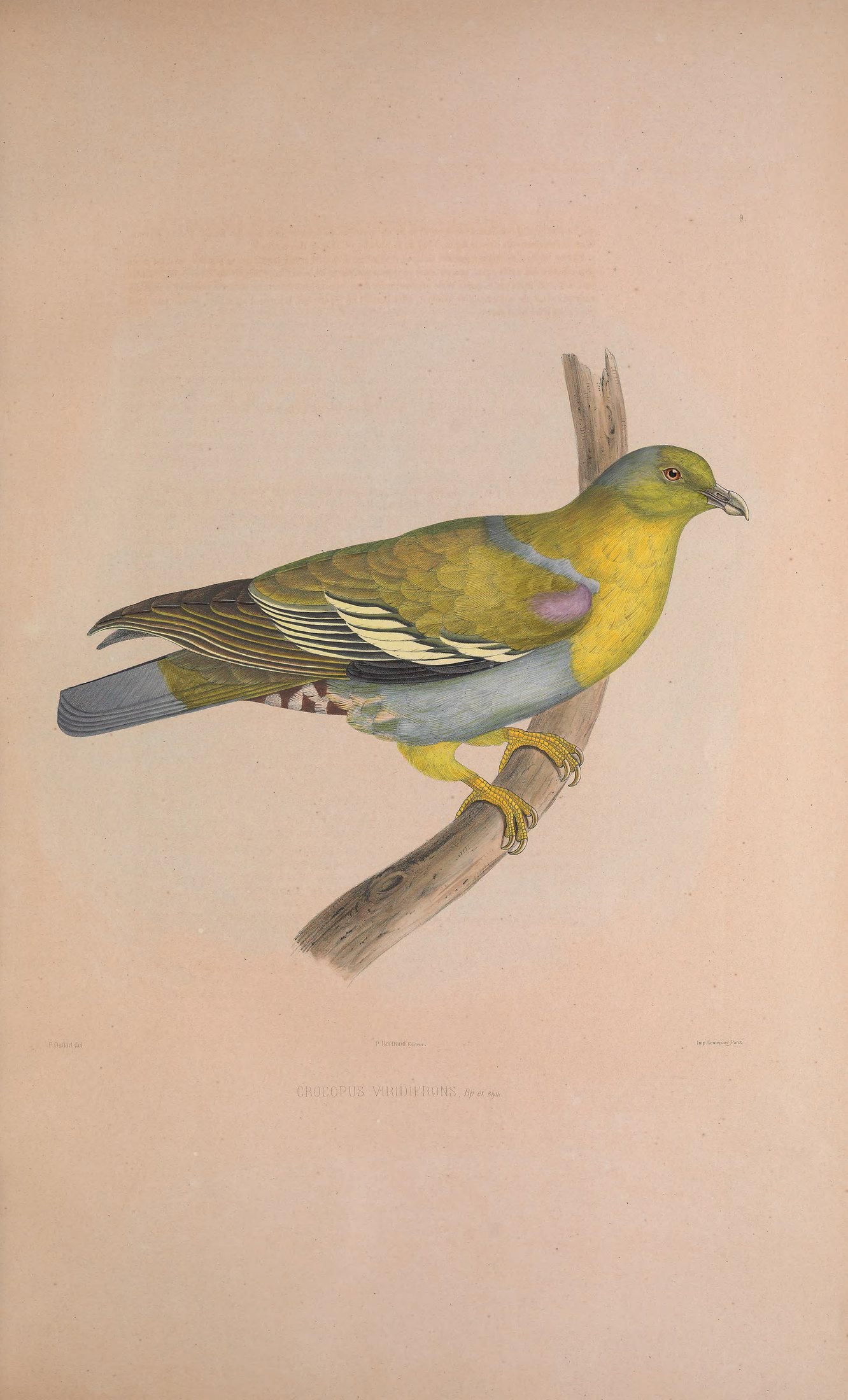 Crocopus viridifrons, Bp. ex Blyth — Charles-Lucien Bonaparte