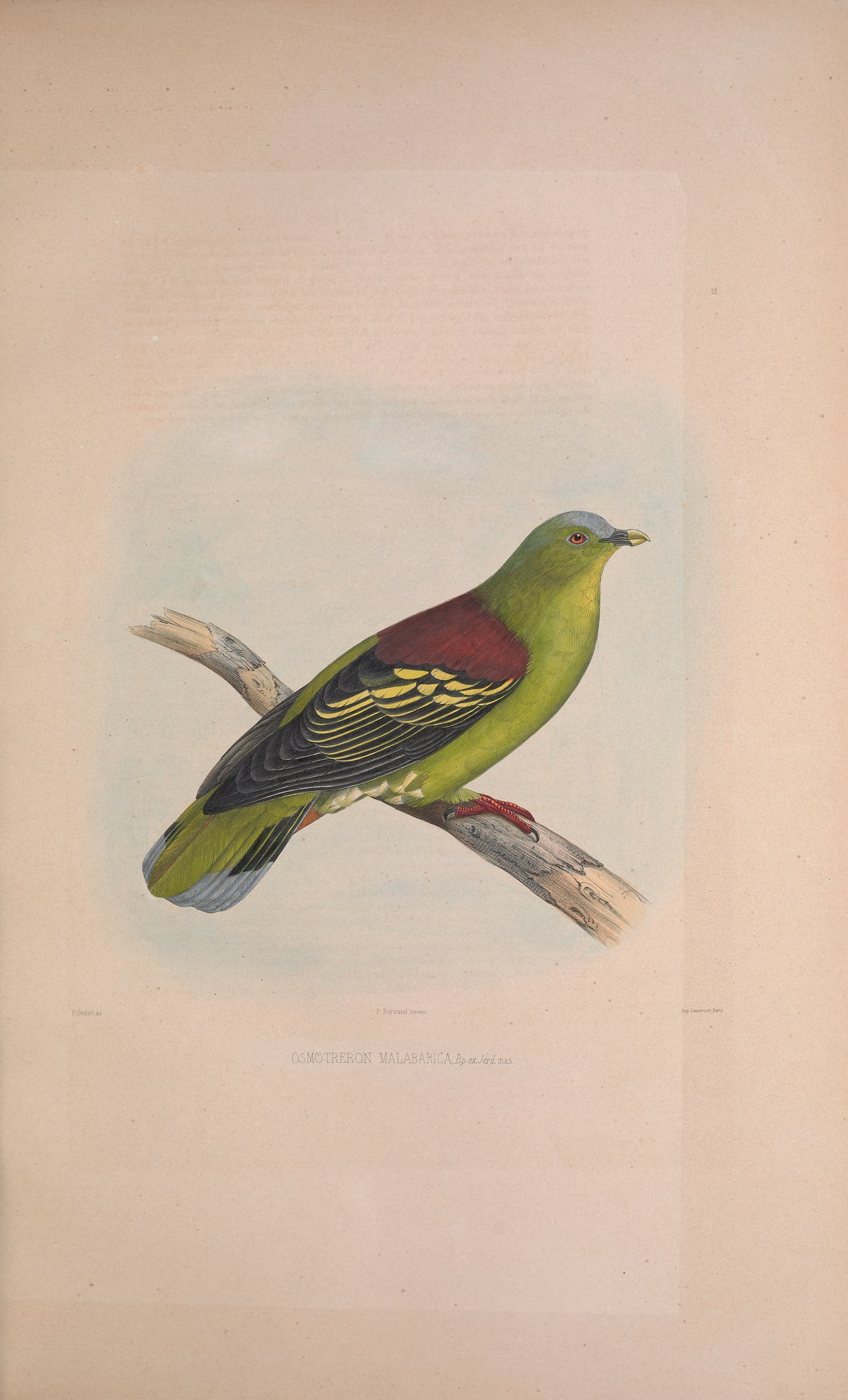 Osmotreron malabarica, Bp. ex Jerd. — Charles-Lucien Bonaparte