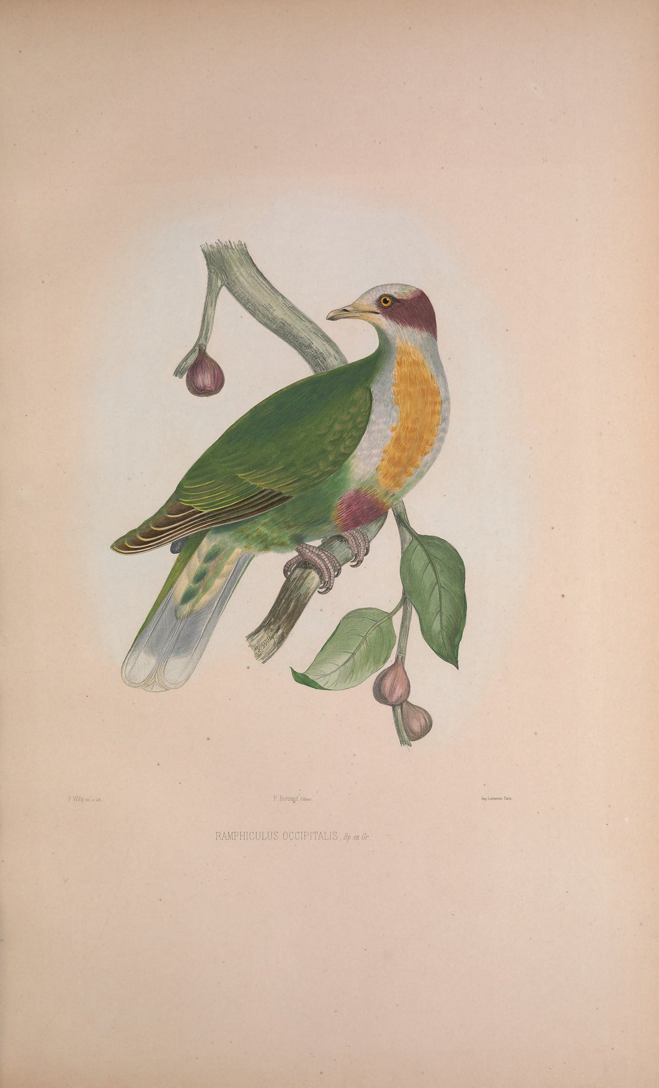 Ramphiculus occipitalis, Bp. ex Gray — Charles-Lucien Bonaparte