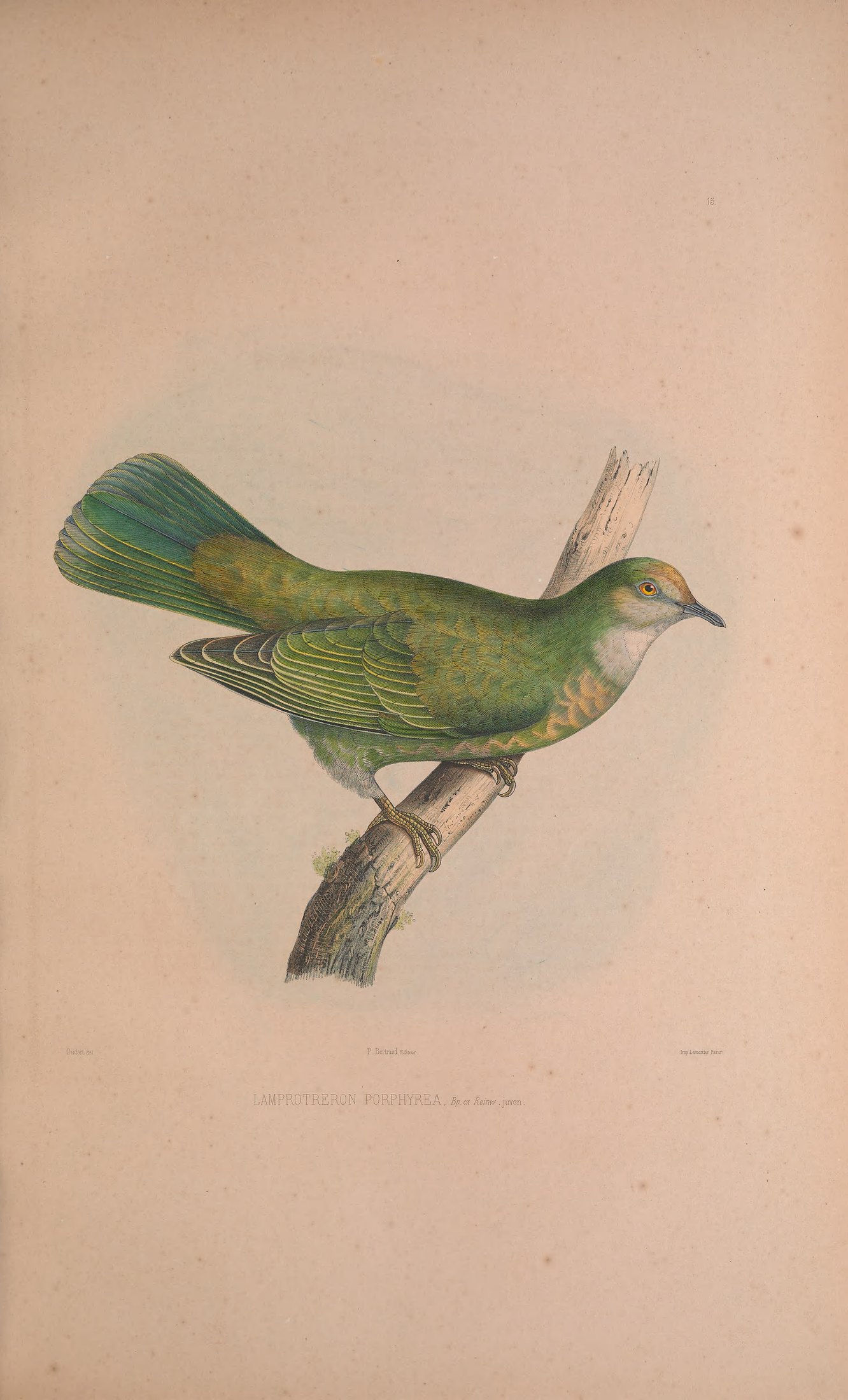 Lamprotreron porphyrea, Bp. ex Reinw. — Charles-Lucien Bonaparte