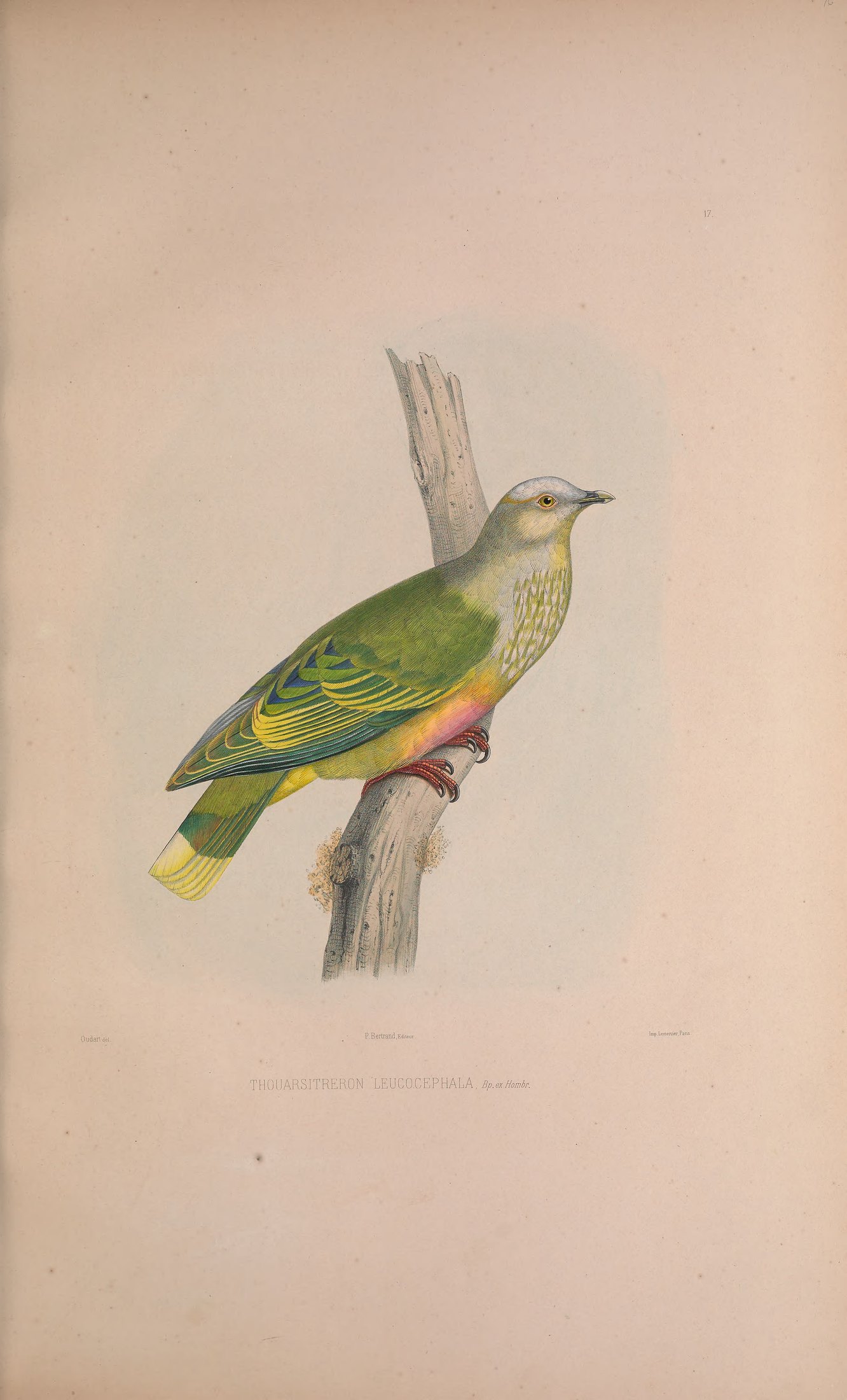 Thouarsitreron leucocephala, Bp. ex Hombr. — Charles-Lucien Bonaparte