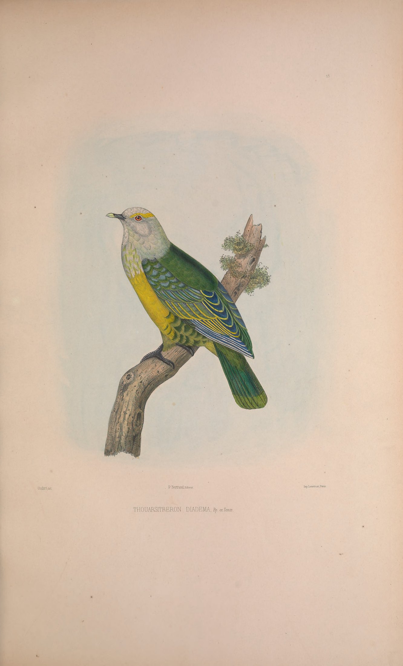 Thouarsitreron diademata, Bp. ex Temm. — Charles-Lucien Bonaparte