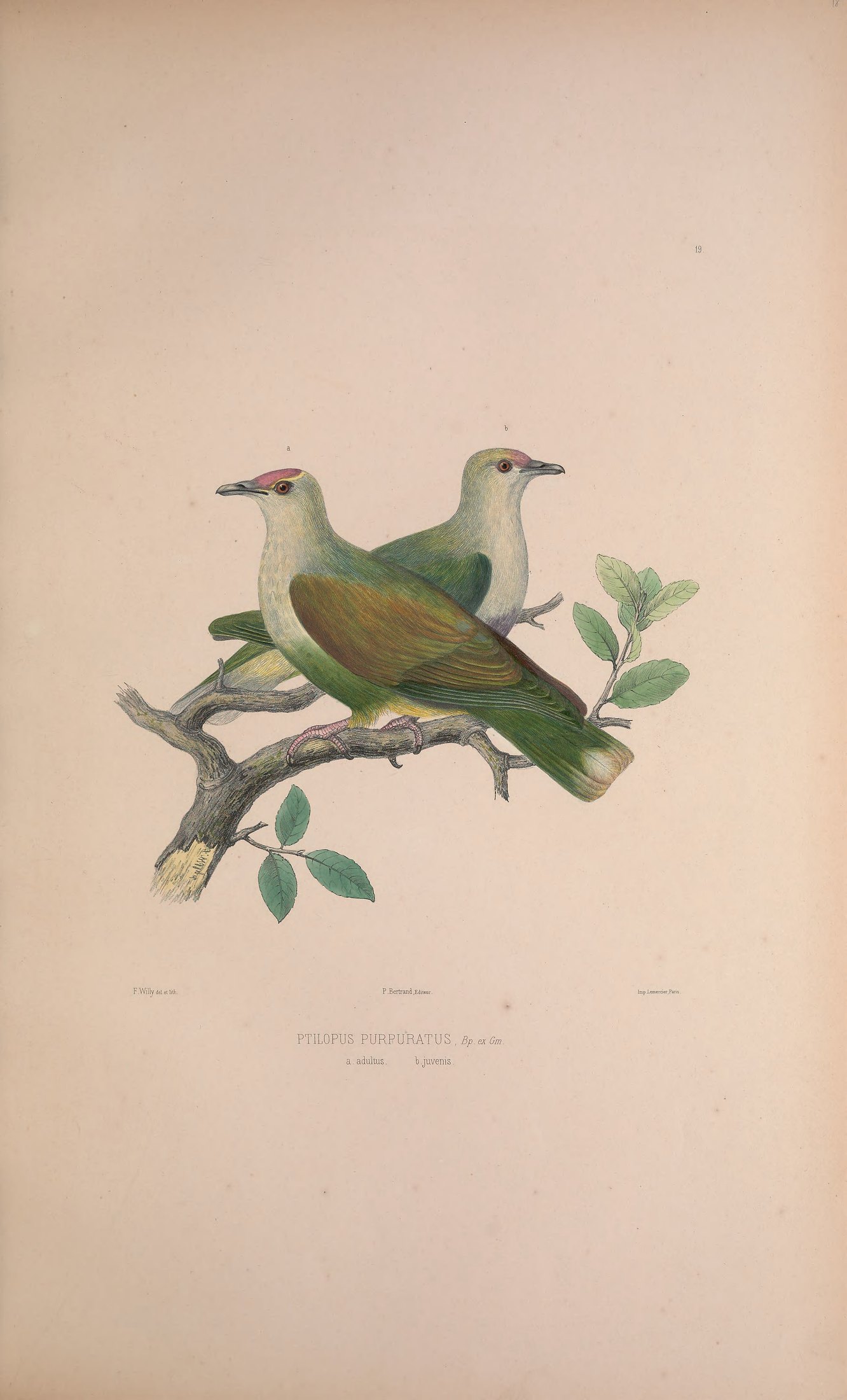 Ptilopus purpuratus, Bp. ex Gm. — Charles-Lucien Bonaparte