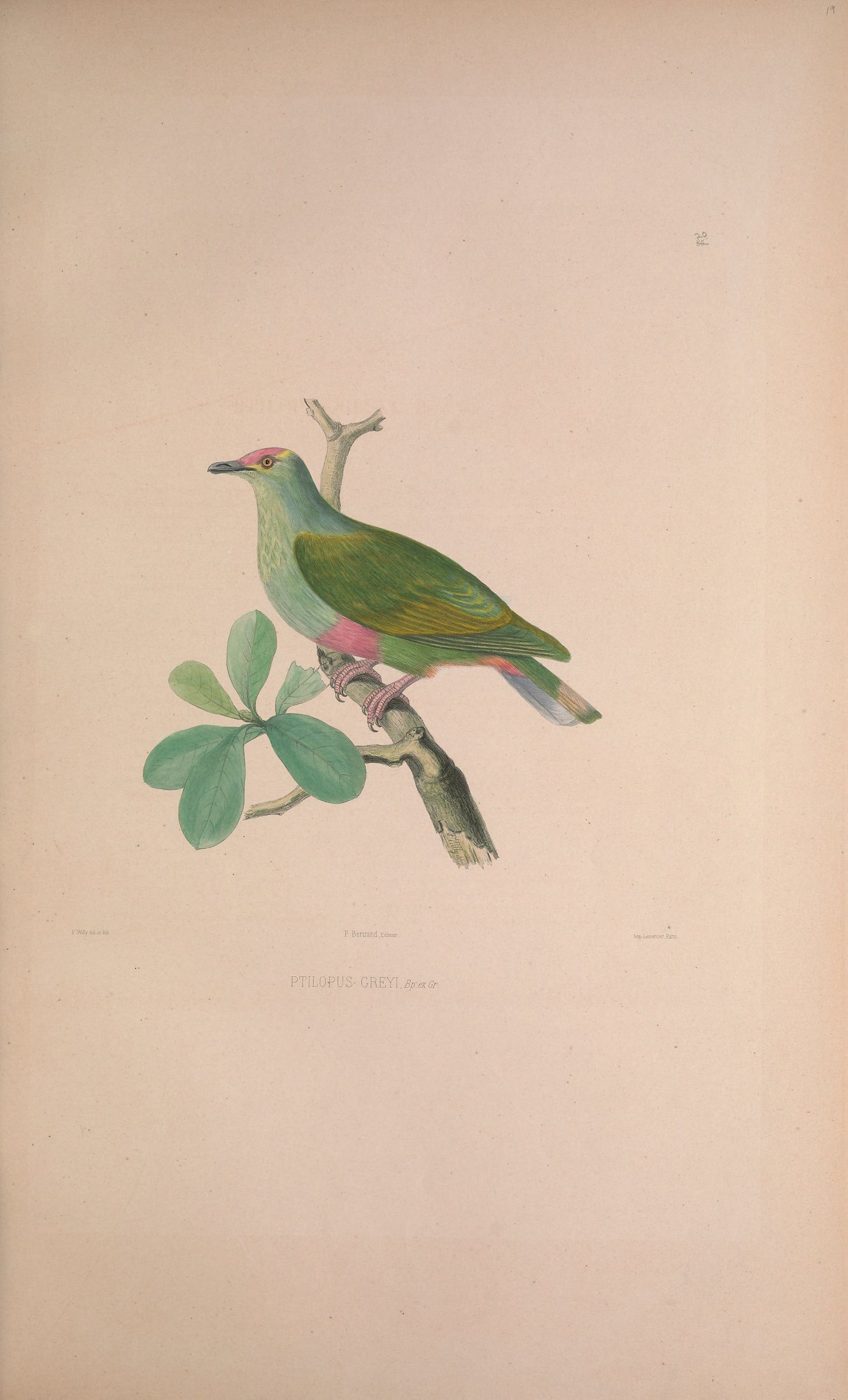 Ptilopus greyi, Bp. ex Gray — Charles-Lucien Bonaparte