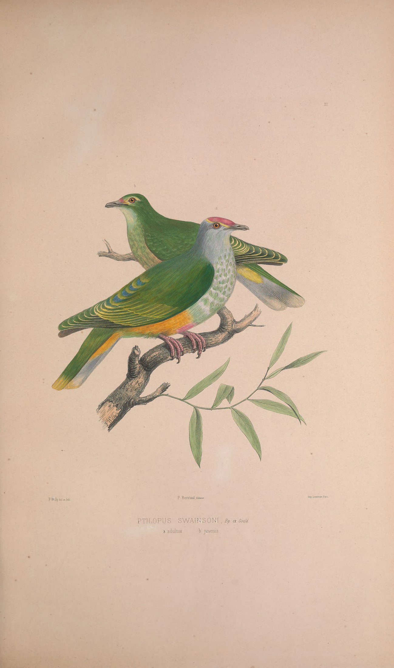Ptilopus swainsoni, Bp. ex Gould — Charles-Lucien Bonaparte