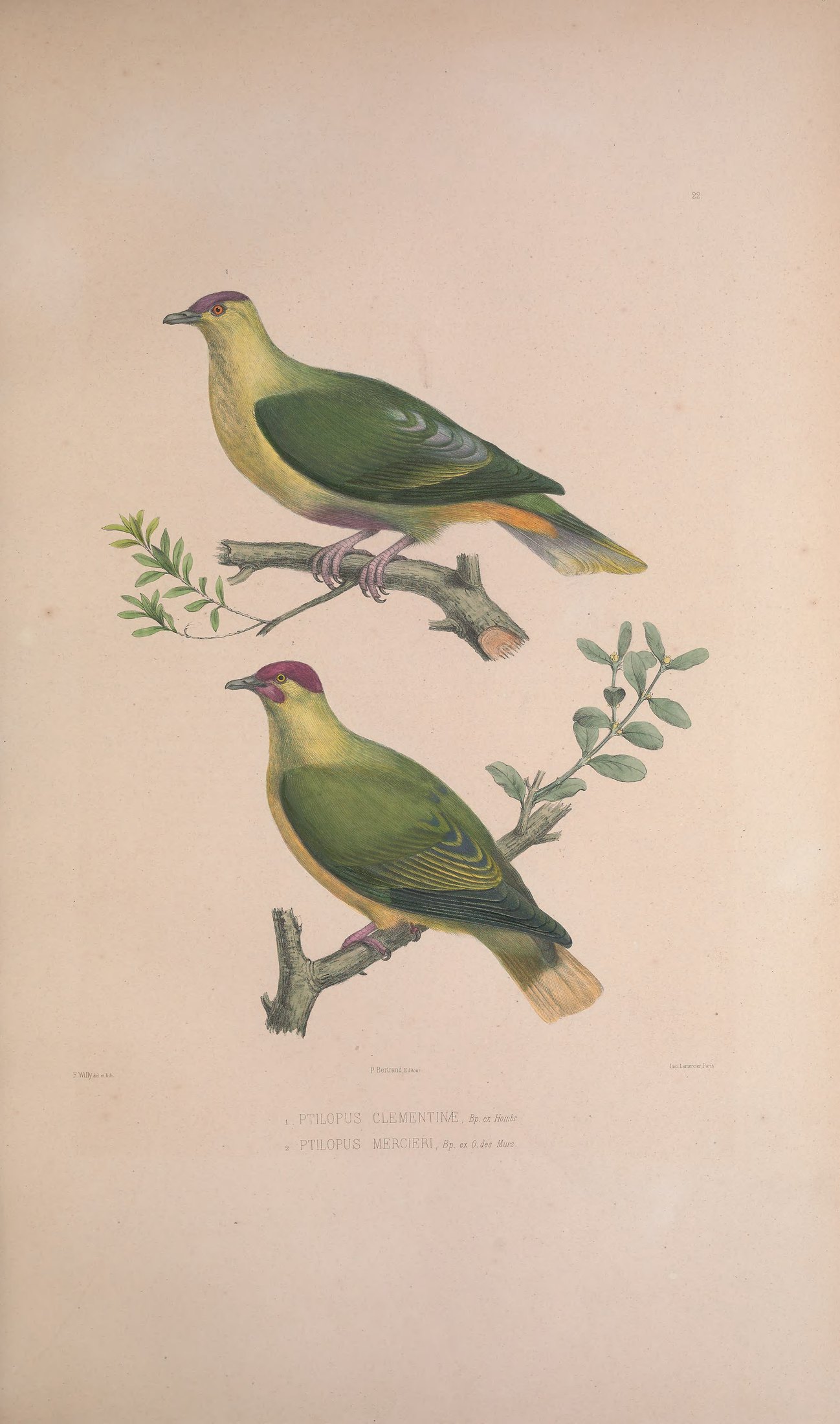 Ptilopus clementinae, Bp. ex Hombr., and Ptilopus mercieri, Bp. ex O. des Murs — Charles-Lucien Bonaparte