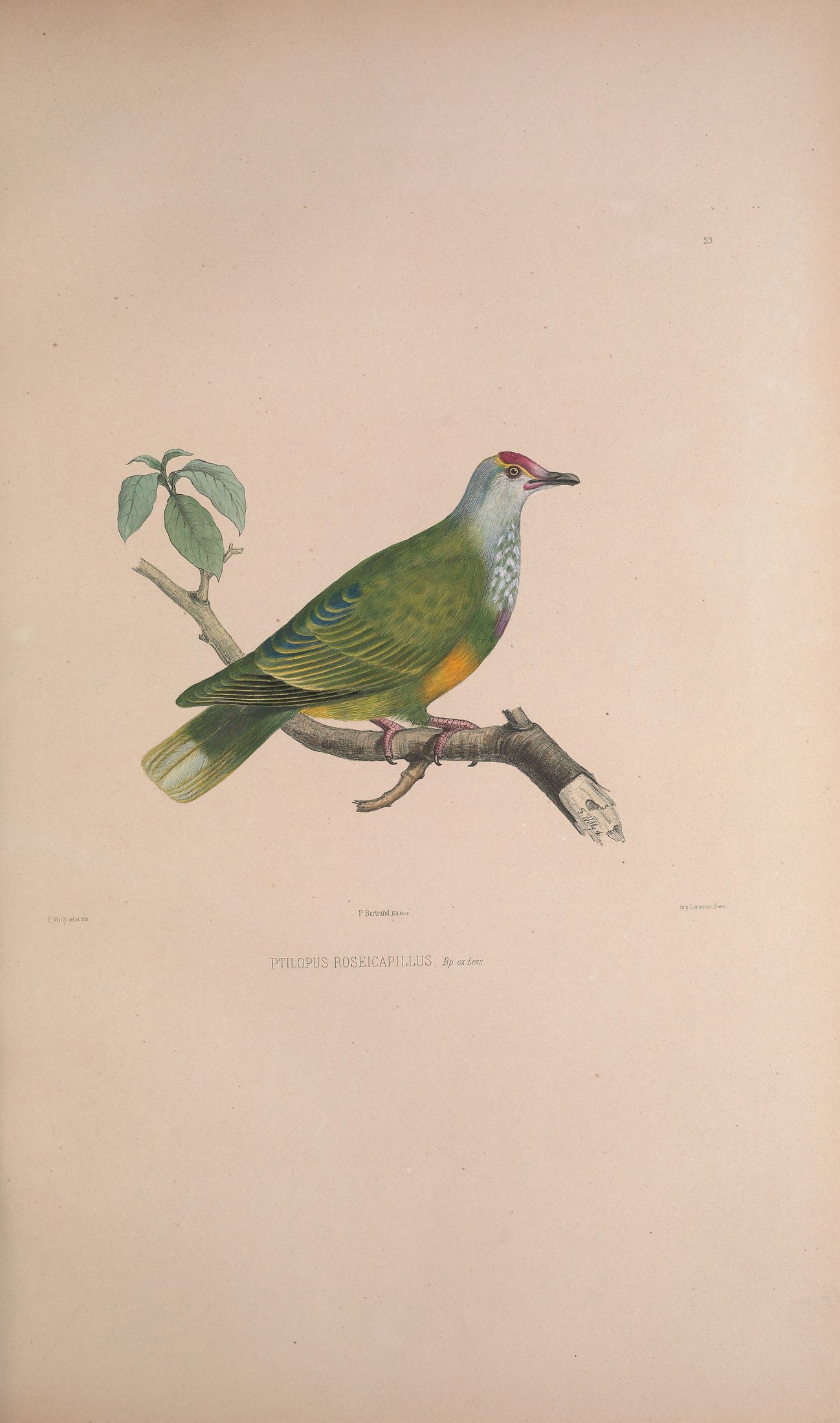 Ptilopus roseicapillus, Bp. ex Less. — Charles-Lucien Bonaparte