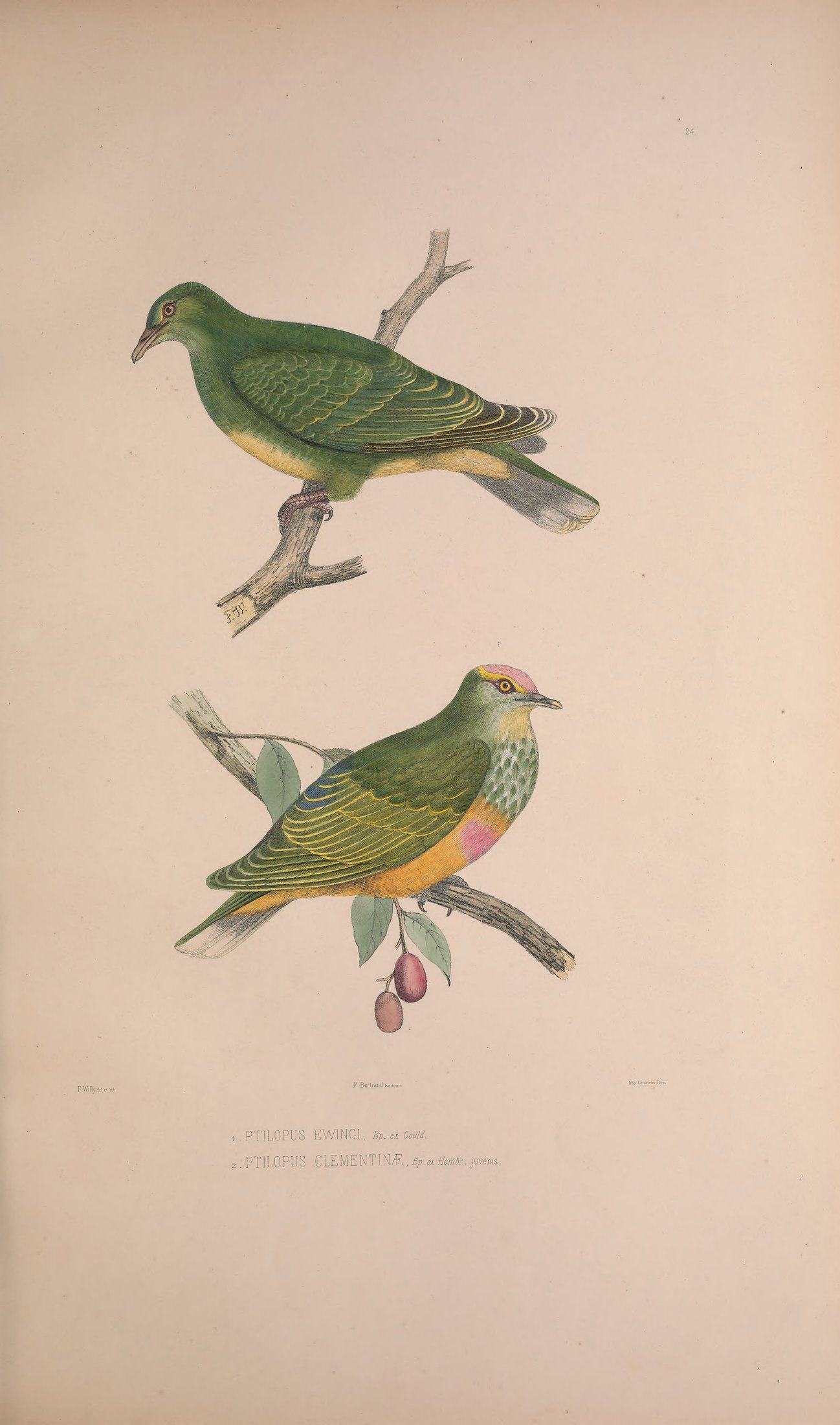 Ptilopus ewingii, Bp. ex Gould, and Ptilopus clementinae, Bp. ex Hombr. — Charles-Lucien Bonaparte