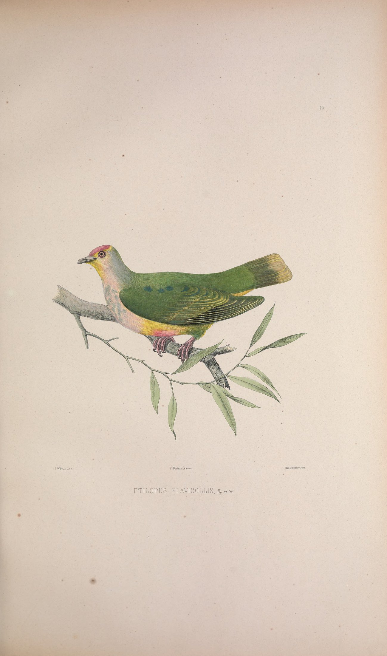 Ptilopus flavicollis, Gray — Charles-Lucien Bonaparte