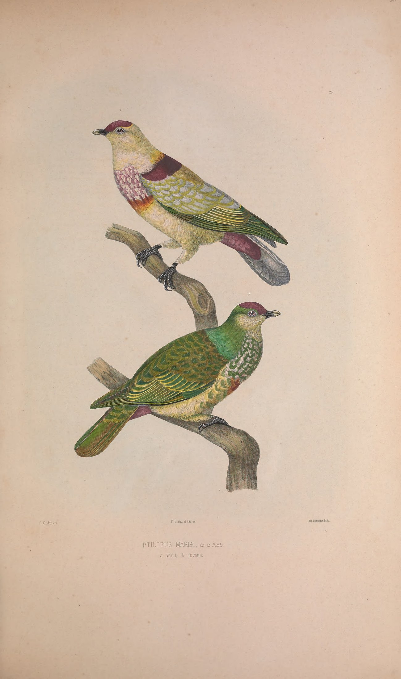 Ptilopus mariae, Bp. ex Hombr. — Charles-Lucien Bonaparte