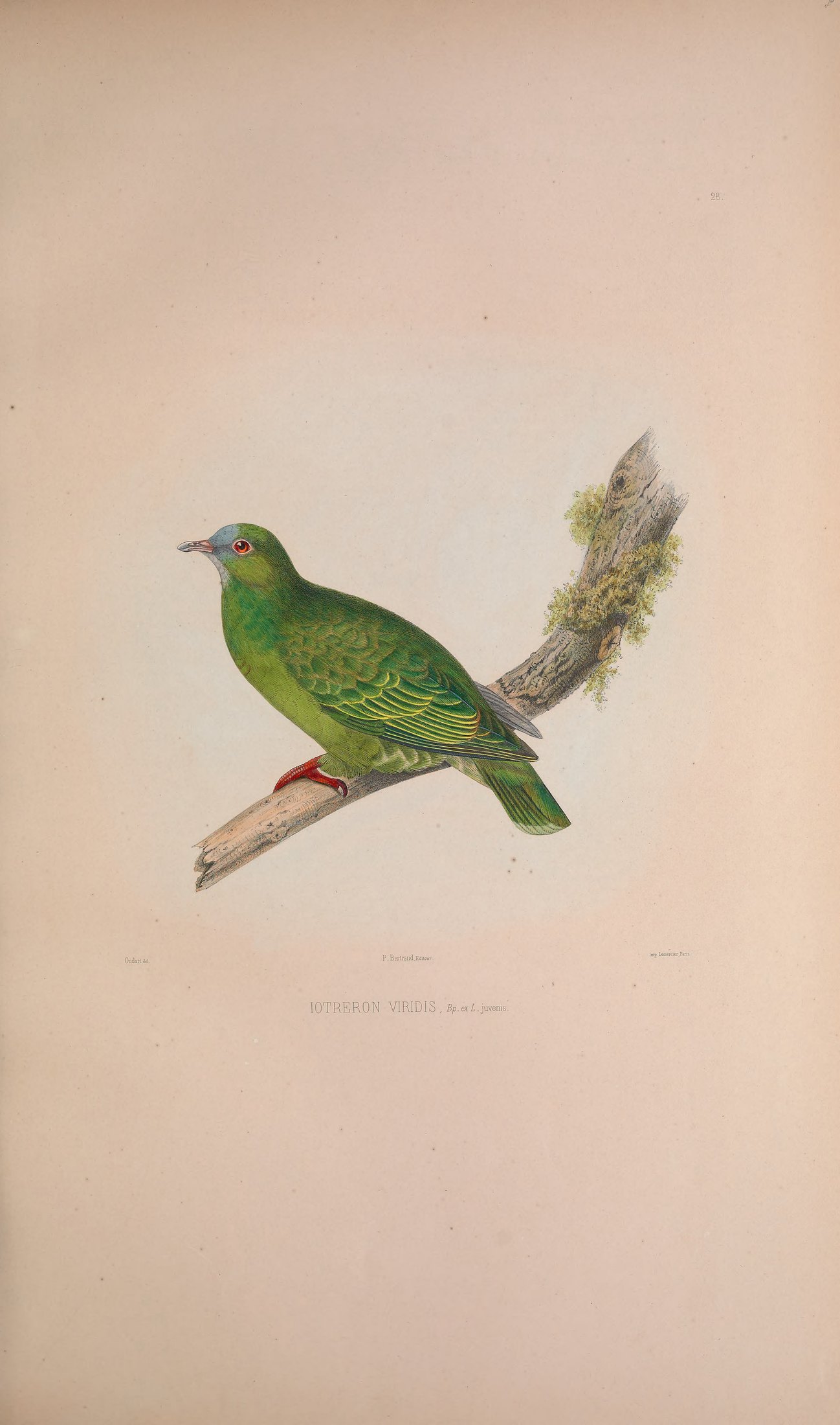 Iotreron viridis, Bp. ex L. — Charles-Lucien Bonaparte