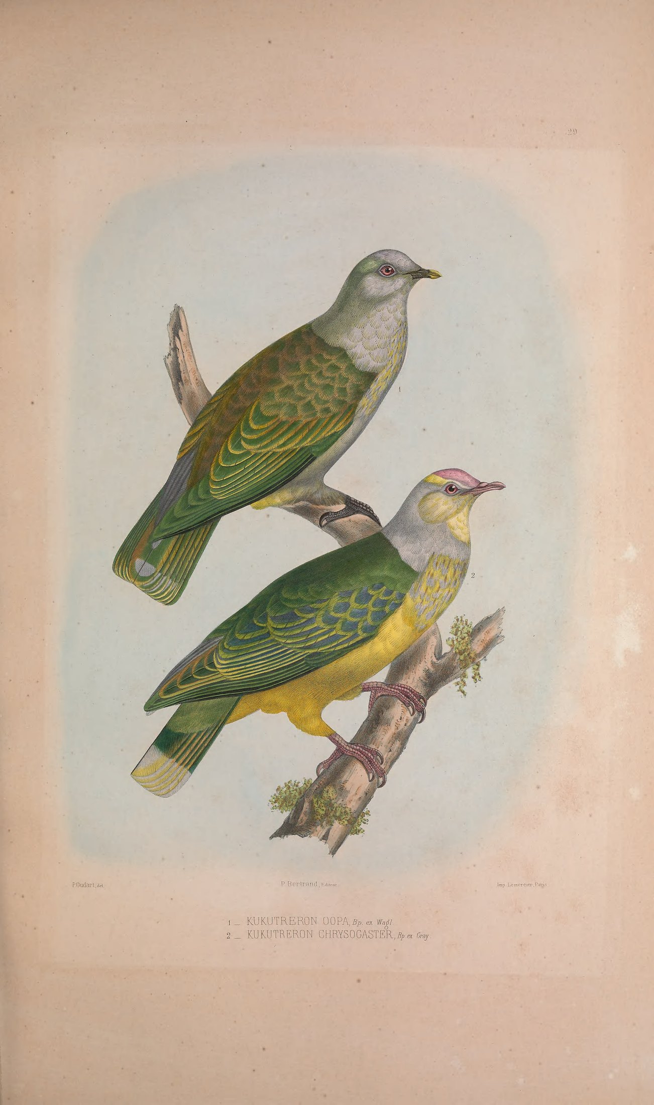 Kurutreron oopa, Bp. ex Wagler, and Kurutreron chrysogaster, Bp. ex Gray — Charles-Lucien Bonaparte
