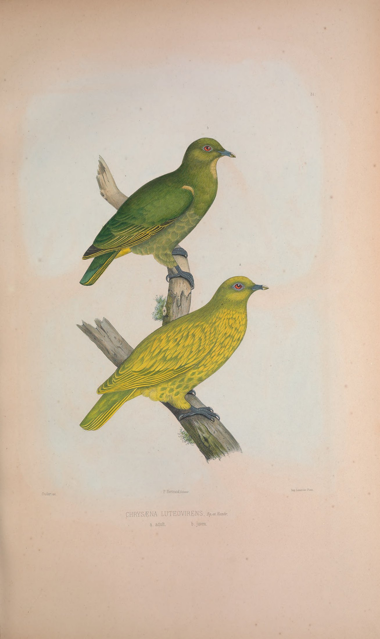 Chrysoena luteovirens, Bp. ex Hombr. — Charles-Lucien Bonaparte