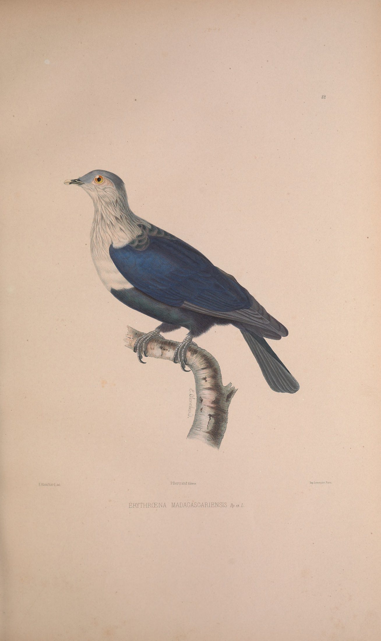 Erythroena madagascariensis, Bp. ex O. des Murs — Charles-Lucien Bonaparte