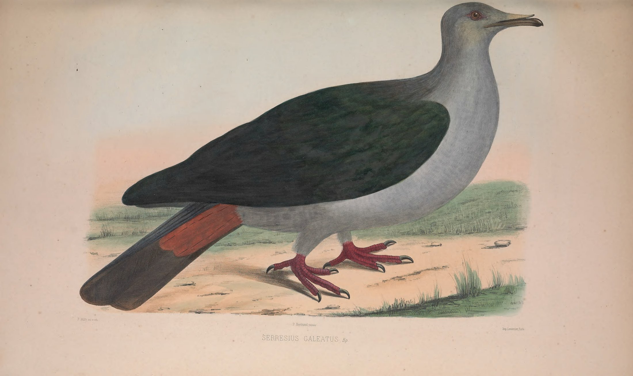 Serresius galeatus, Bp. — Charles-Lucien Bonaparte