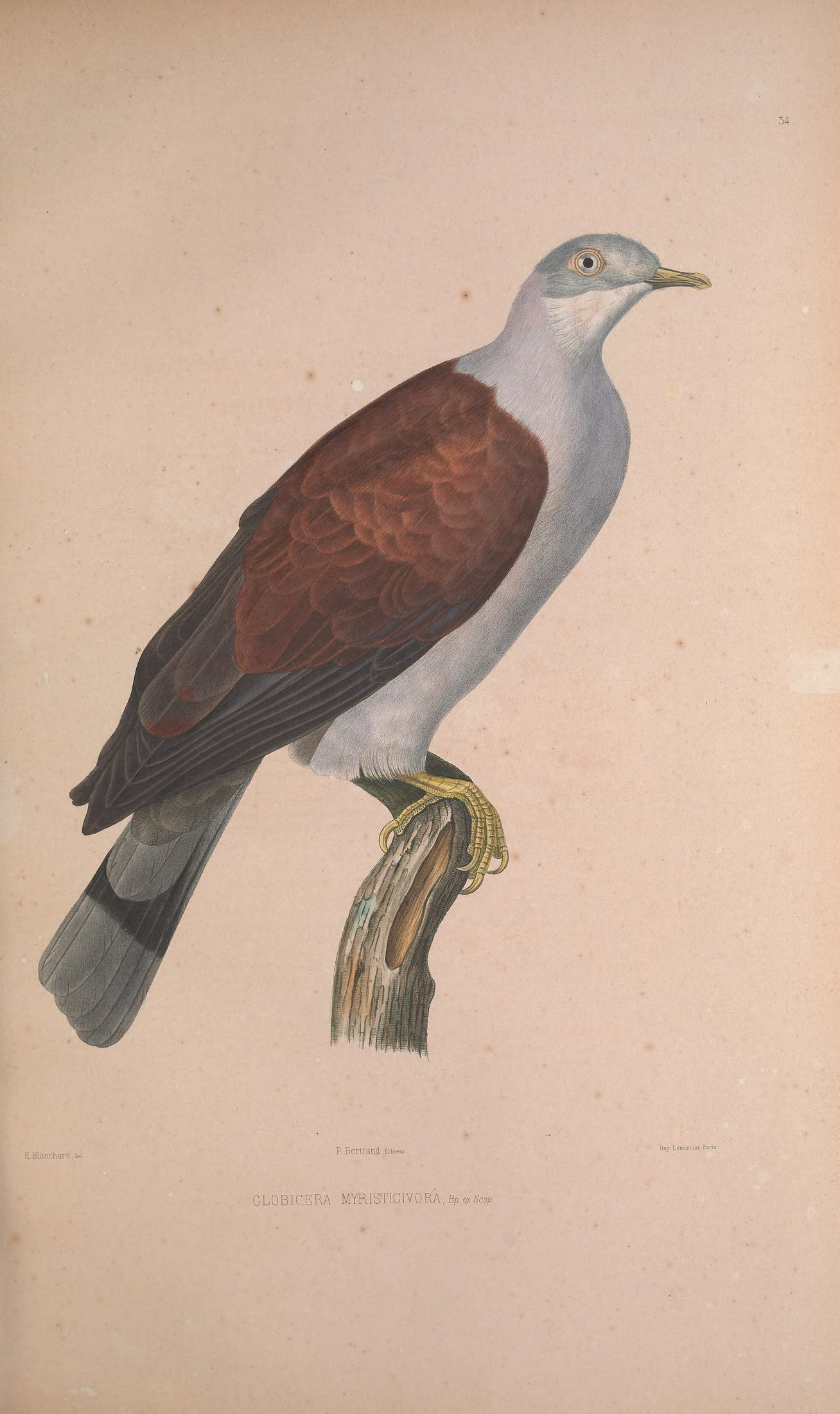 Globicera myristicivora, Bp. ex Scop. — Charles-Lucien Bonaparte
