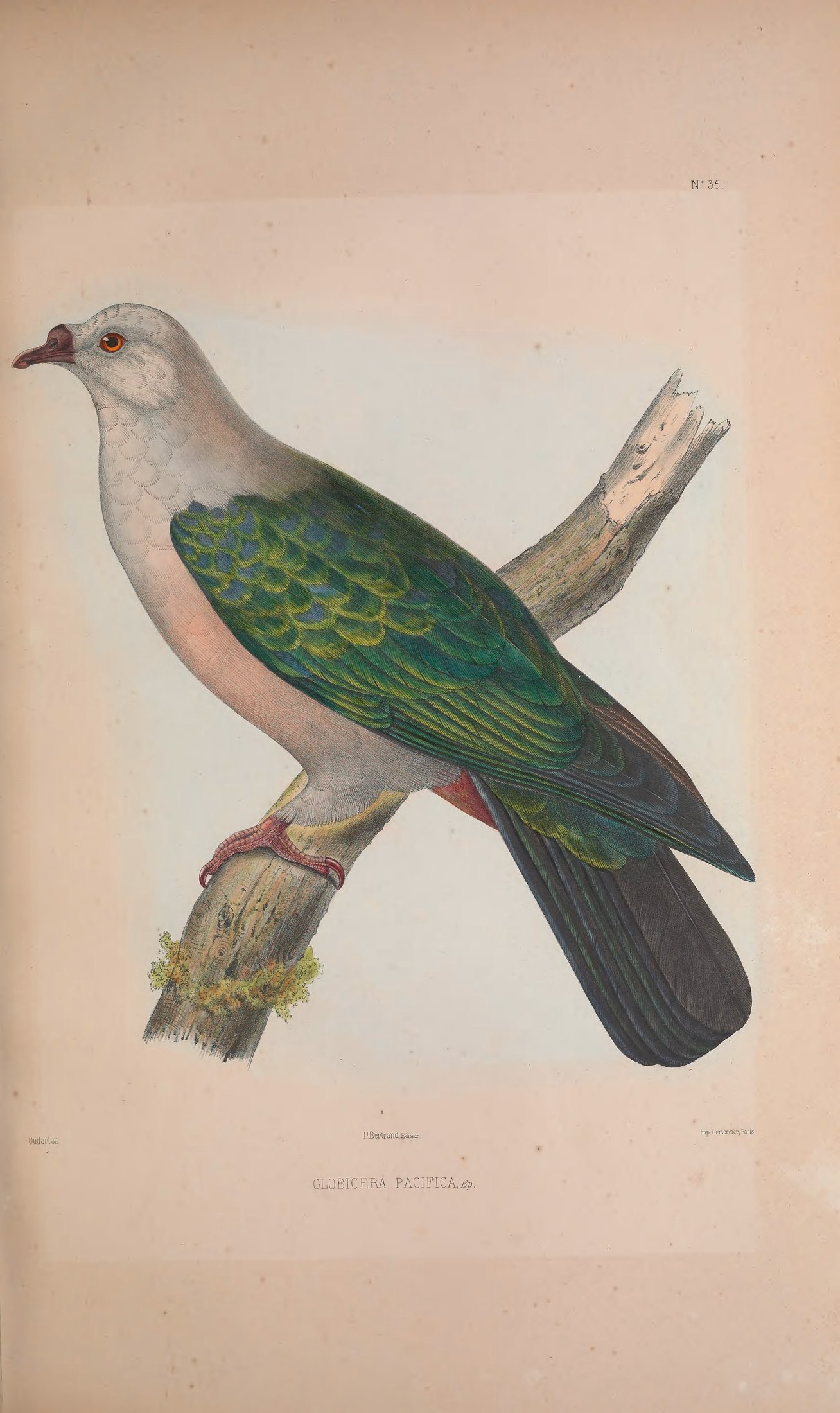 Globicera pacifica, Bp. ex Gmel. — Charles-Lucien Bonaparte