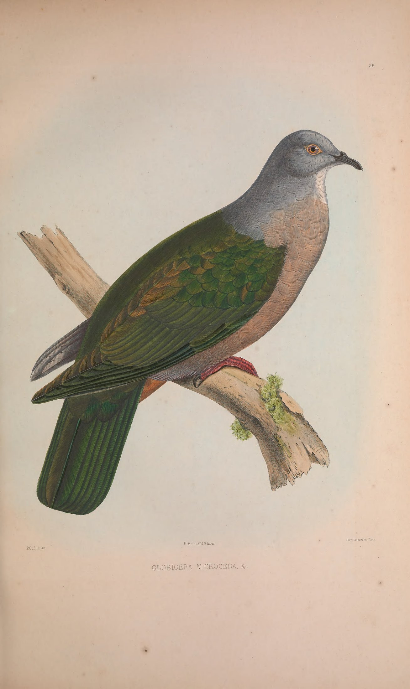 Globicera microcera, Bp. — Charles-Lucien Bonaparte