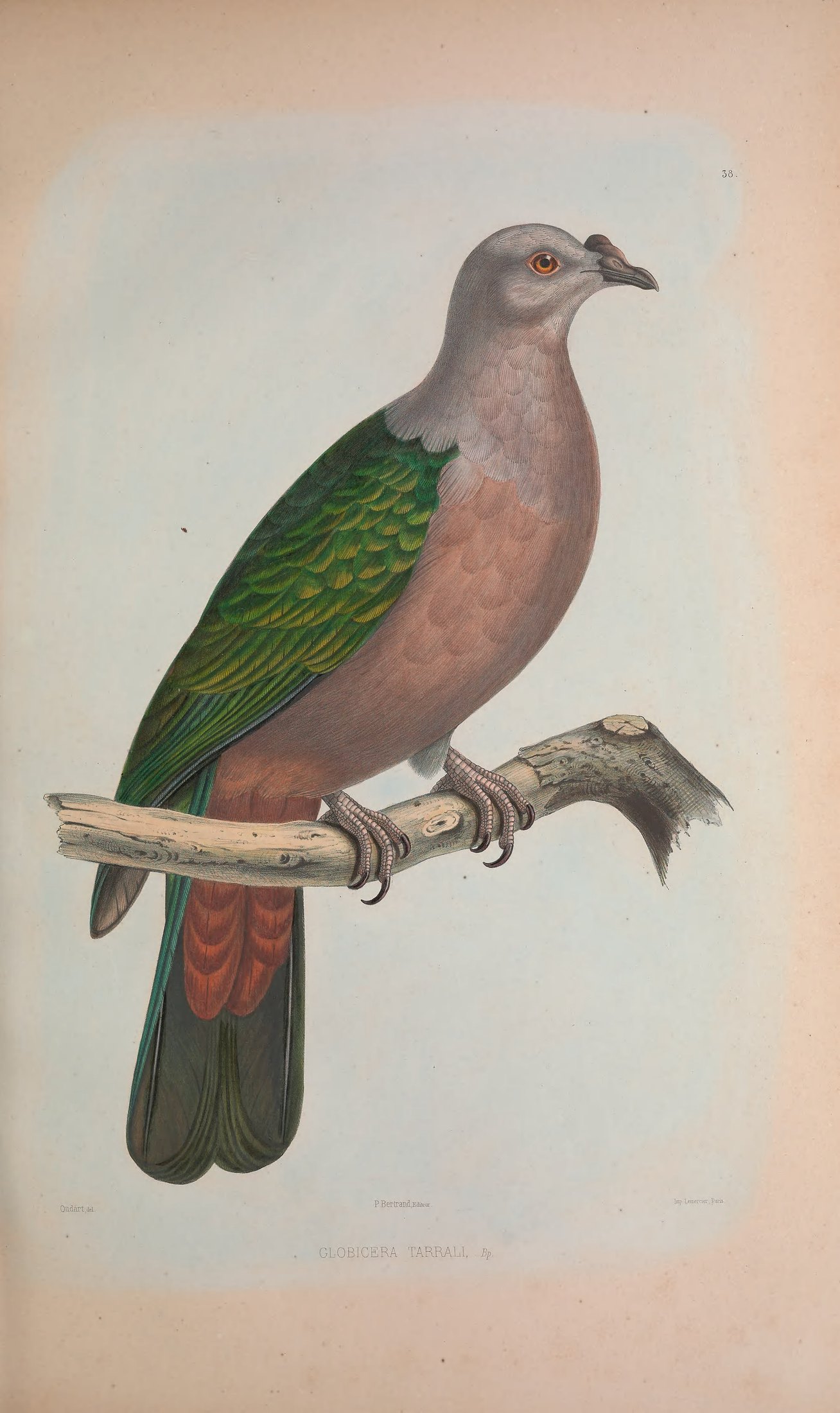 Globicera tarrali, Bp. — Charles-Lucien Bonaparte